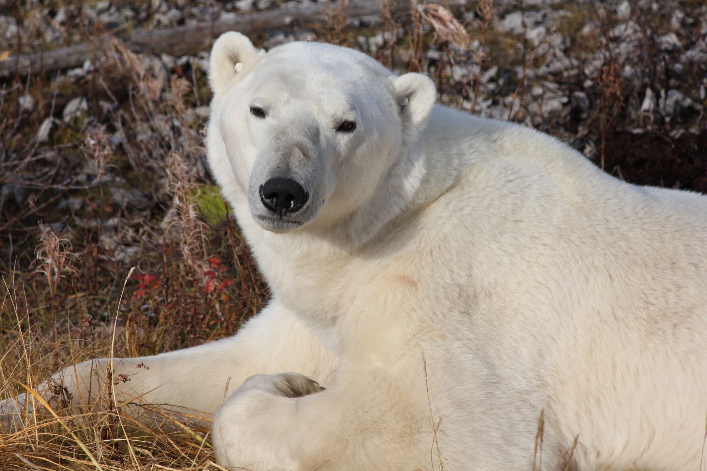 Photo from 7-Day Churchill Beluga Whale and Polar Bear Adventure safari tour