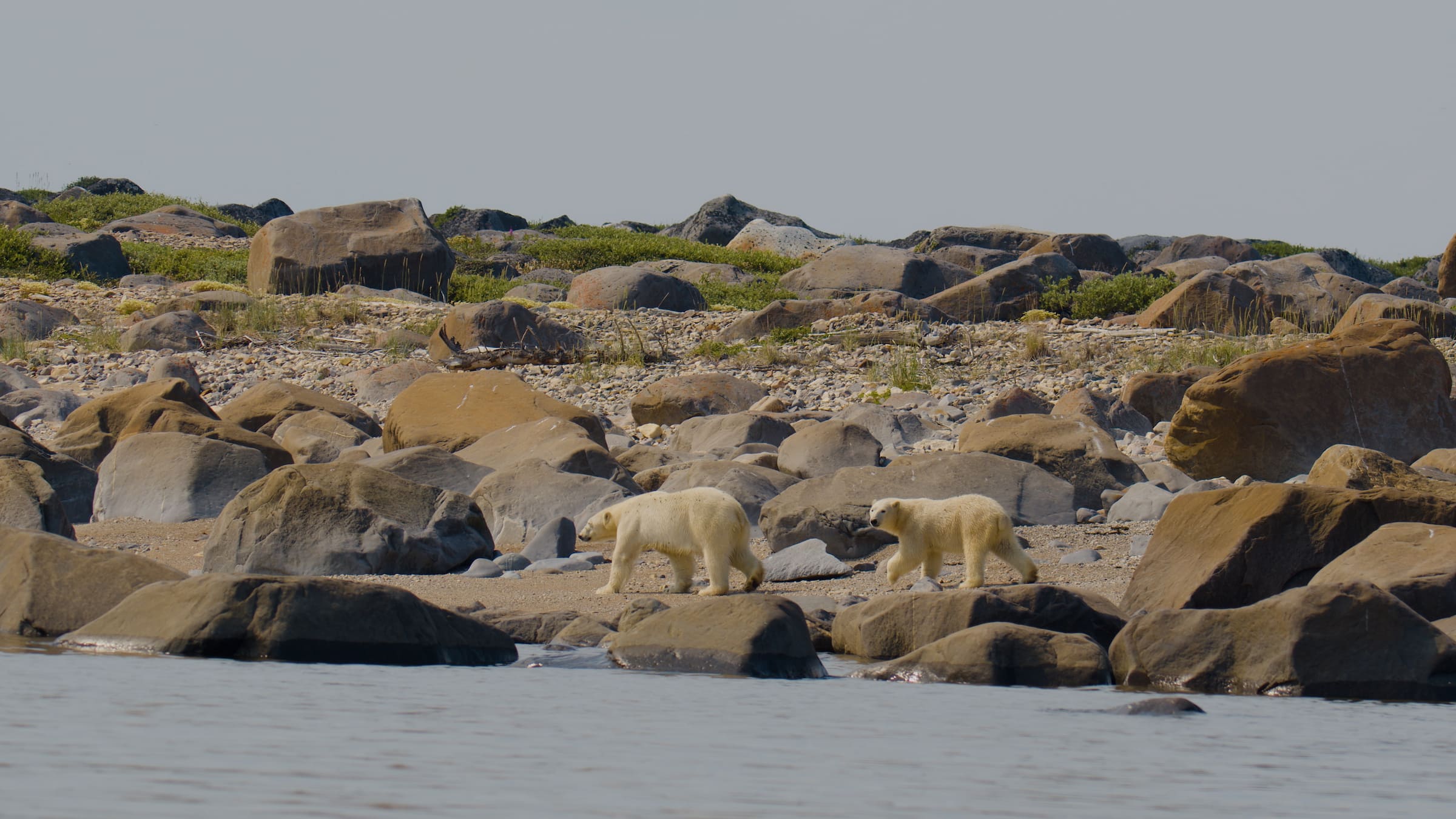 Photo from 7-Day Churchill Beluga Whale and Polar Bear Adventure safari tour