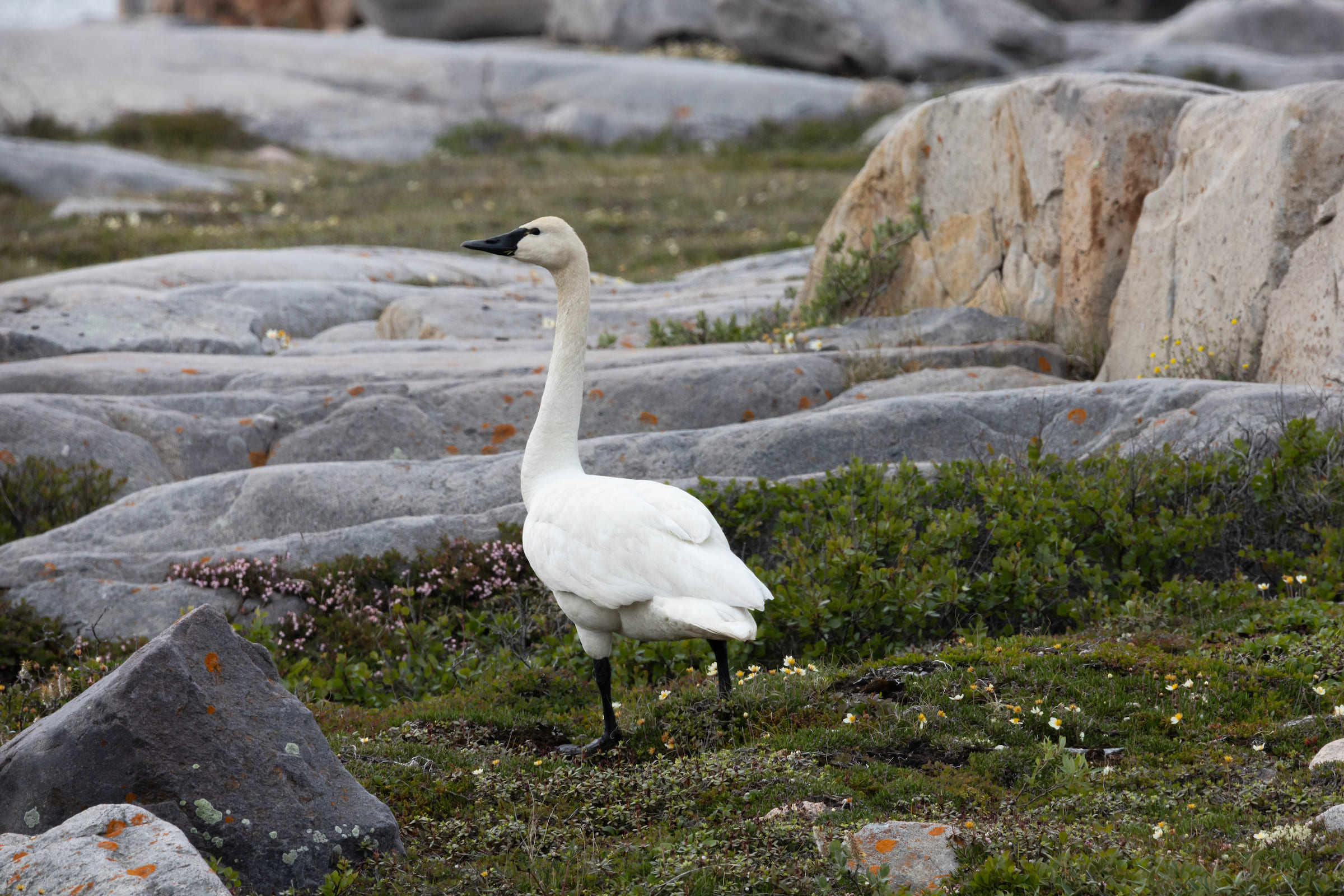 Photo from 7-Day Churchill Beluga Whale and Polar Bear Adventure safari tour