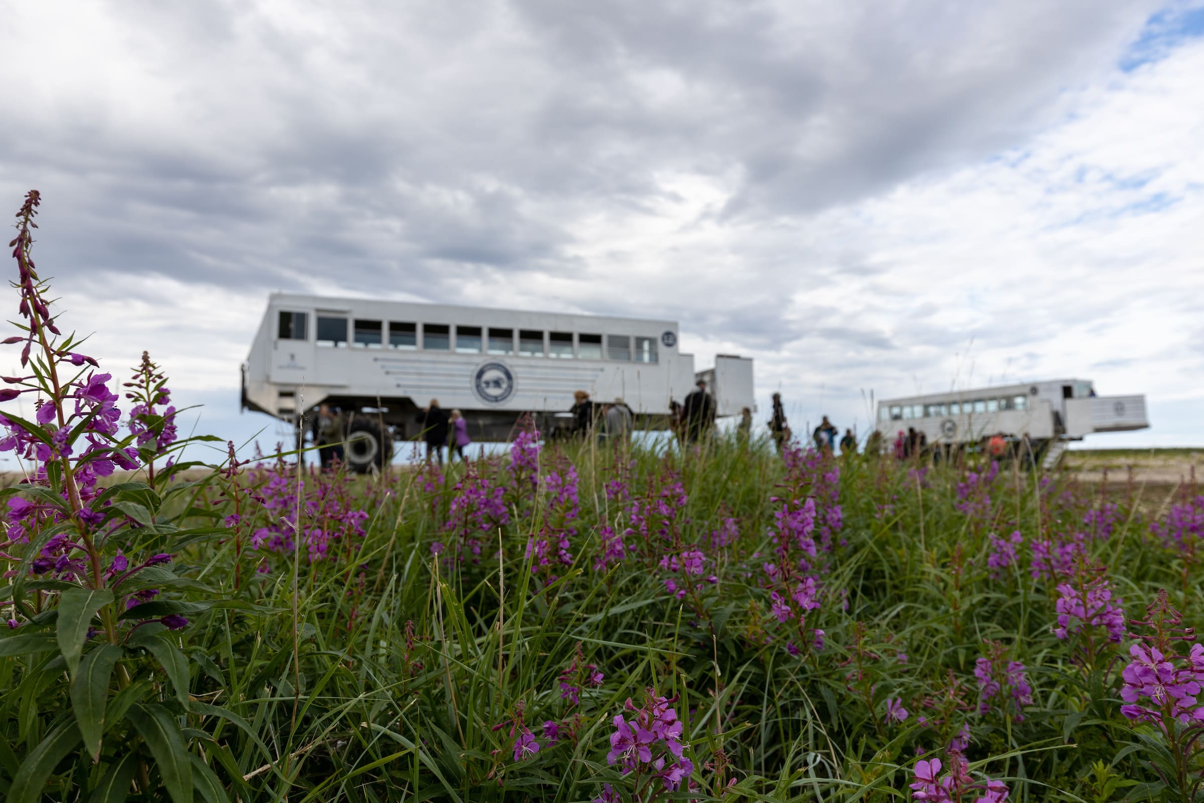 Photo from 7-Day Churchill Beluga Whale and Polar Bear Adventure safari tour