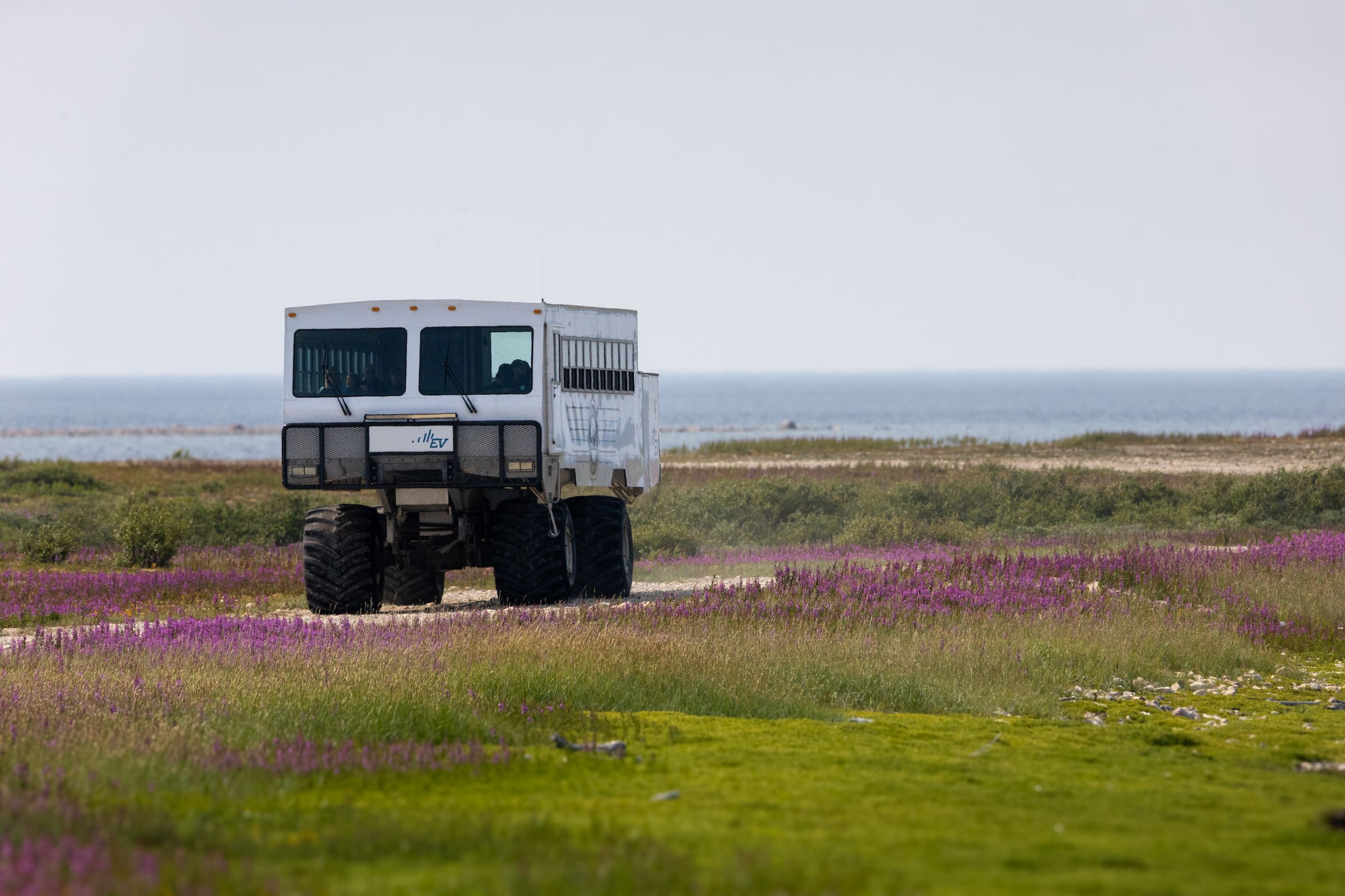 Photo from 7-Day Churchill Beluga Whale and Polar Bear Adventure safari tour