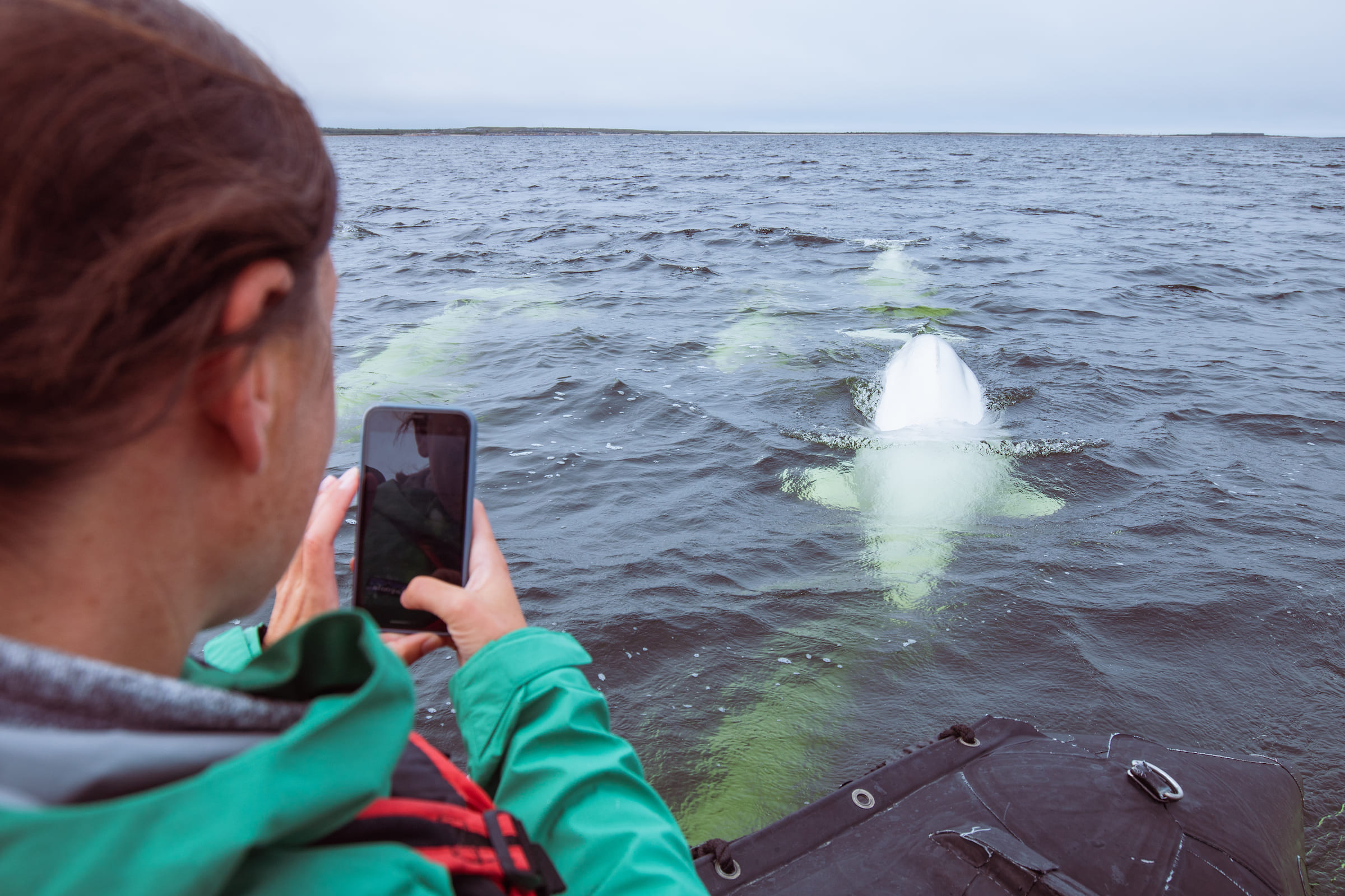 Photo from 7-Day Churchill Beluga Whale and Polar Bear Adventure safari tour