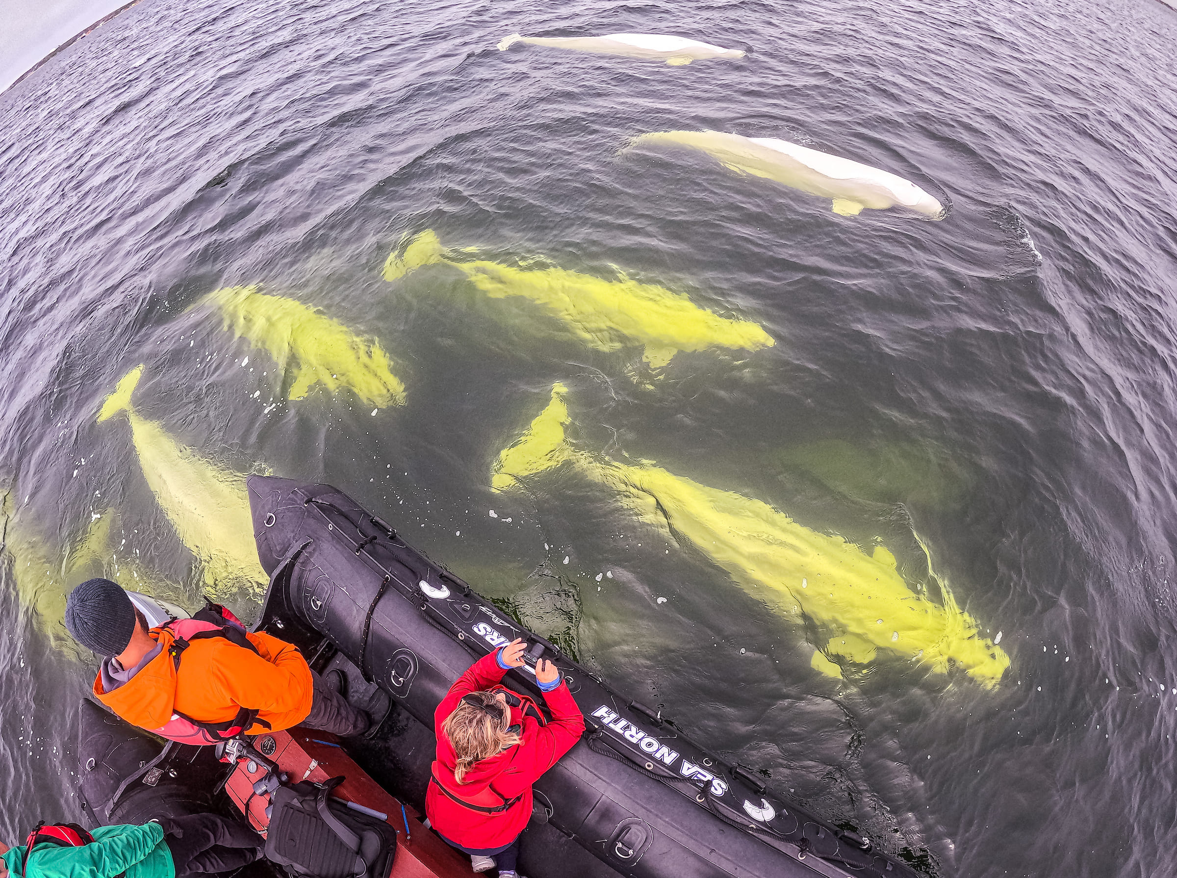 Photo from 7-Day Churchill Beluga Whale and Polar Bear Adventure safari tour
