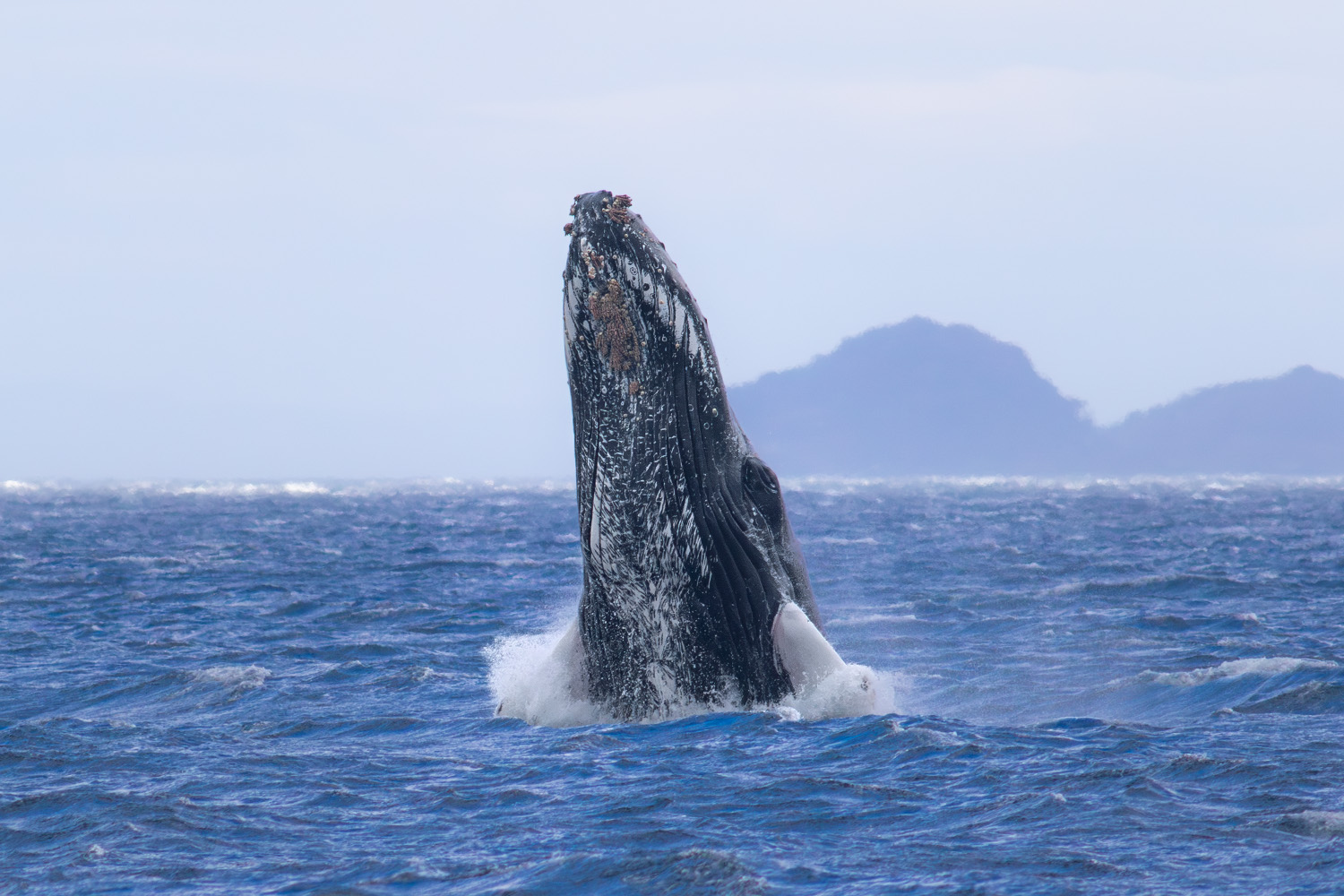 Photo from 11-Day Patagonia Wildlife Expedition for Pumas, King Penguins and Whales safari tour
