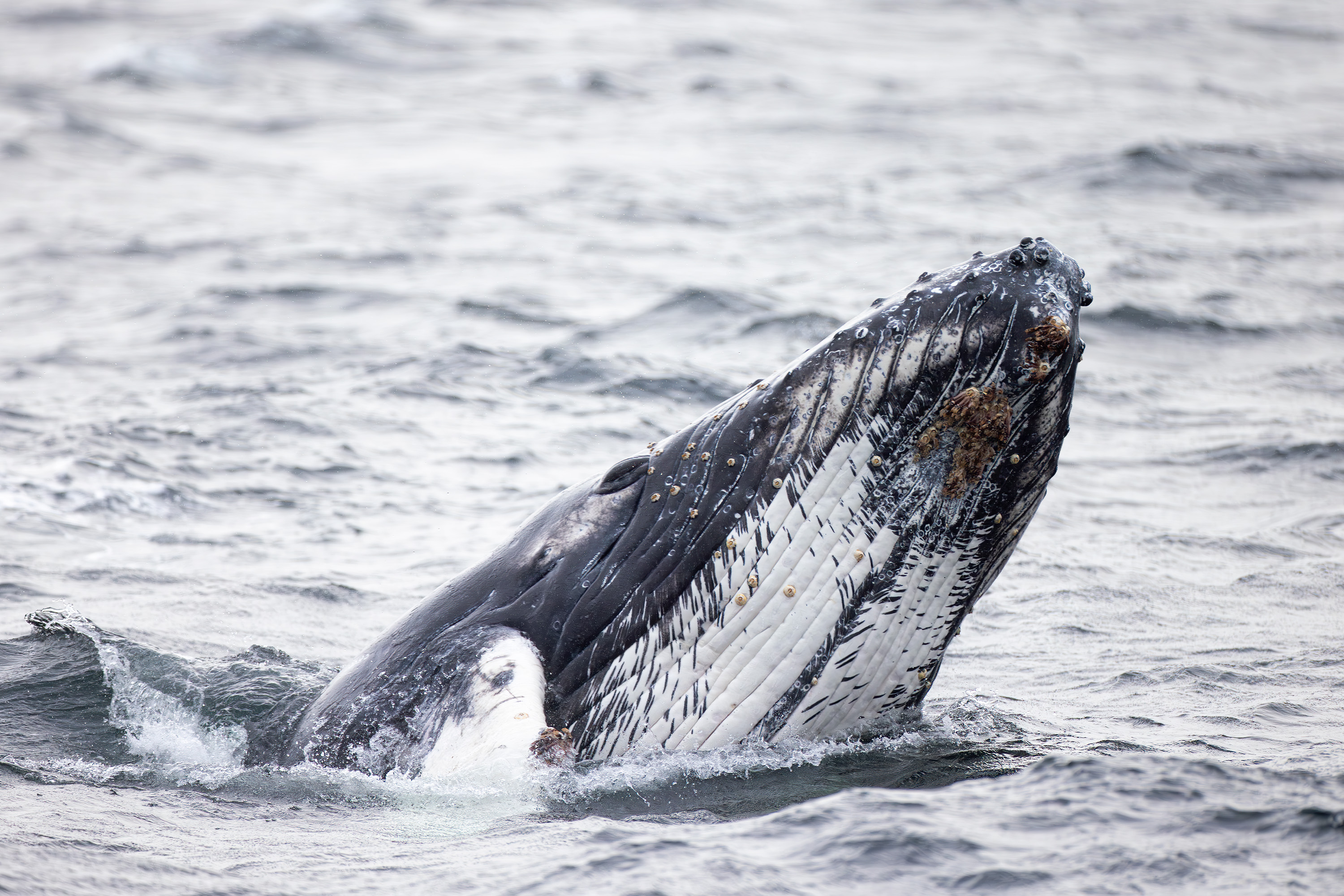 Photo from 11-Day Patagonia Wildlife Expedition for Pumas, King Penguins and Whales safari tour