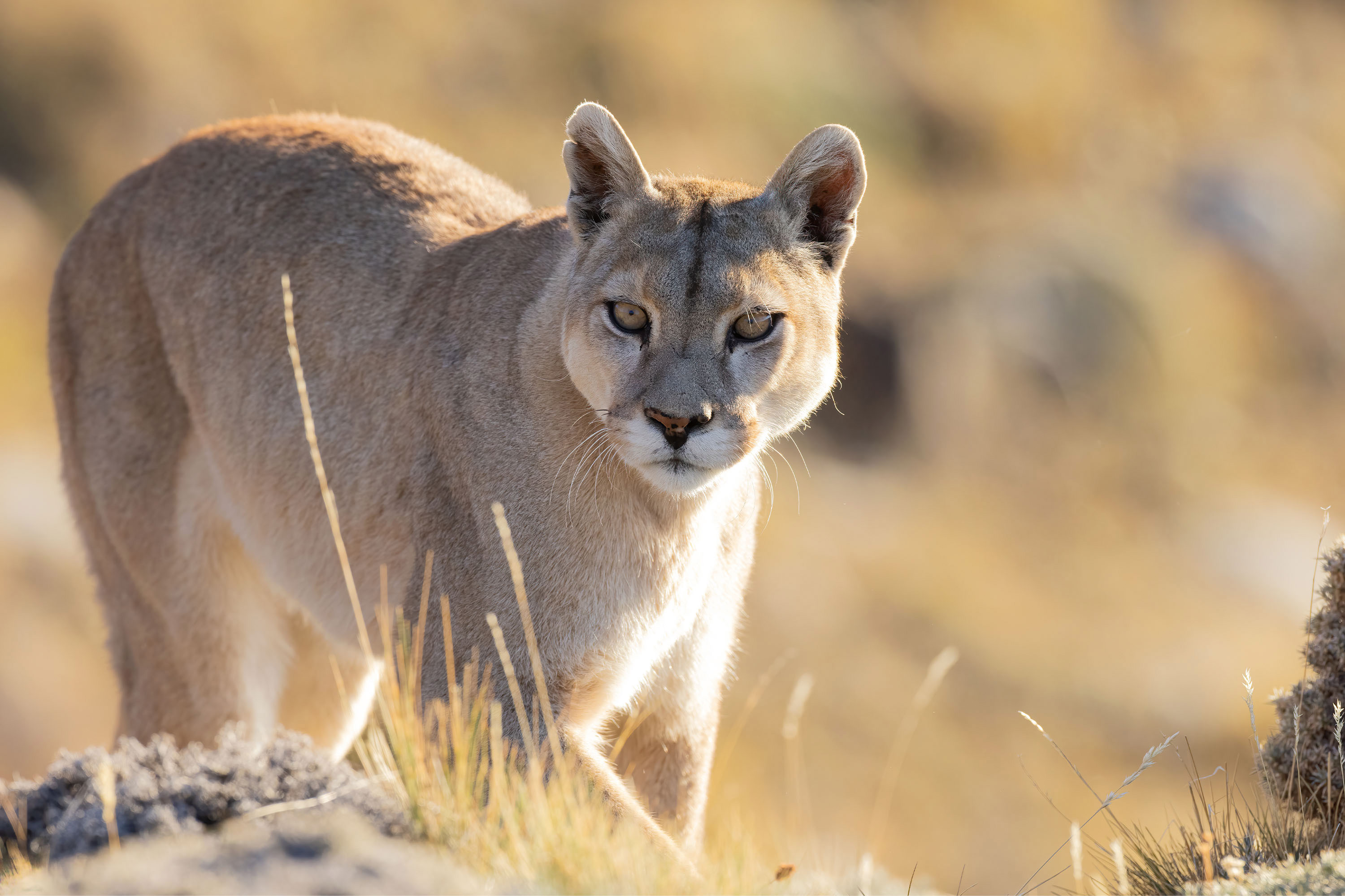 Photo from 11-Day Patagonia Wildlife Expedition for Pumas, King Penguins and Whales safari tour