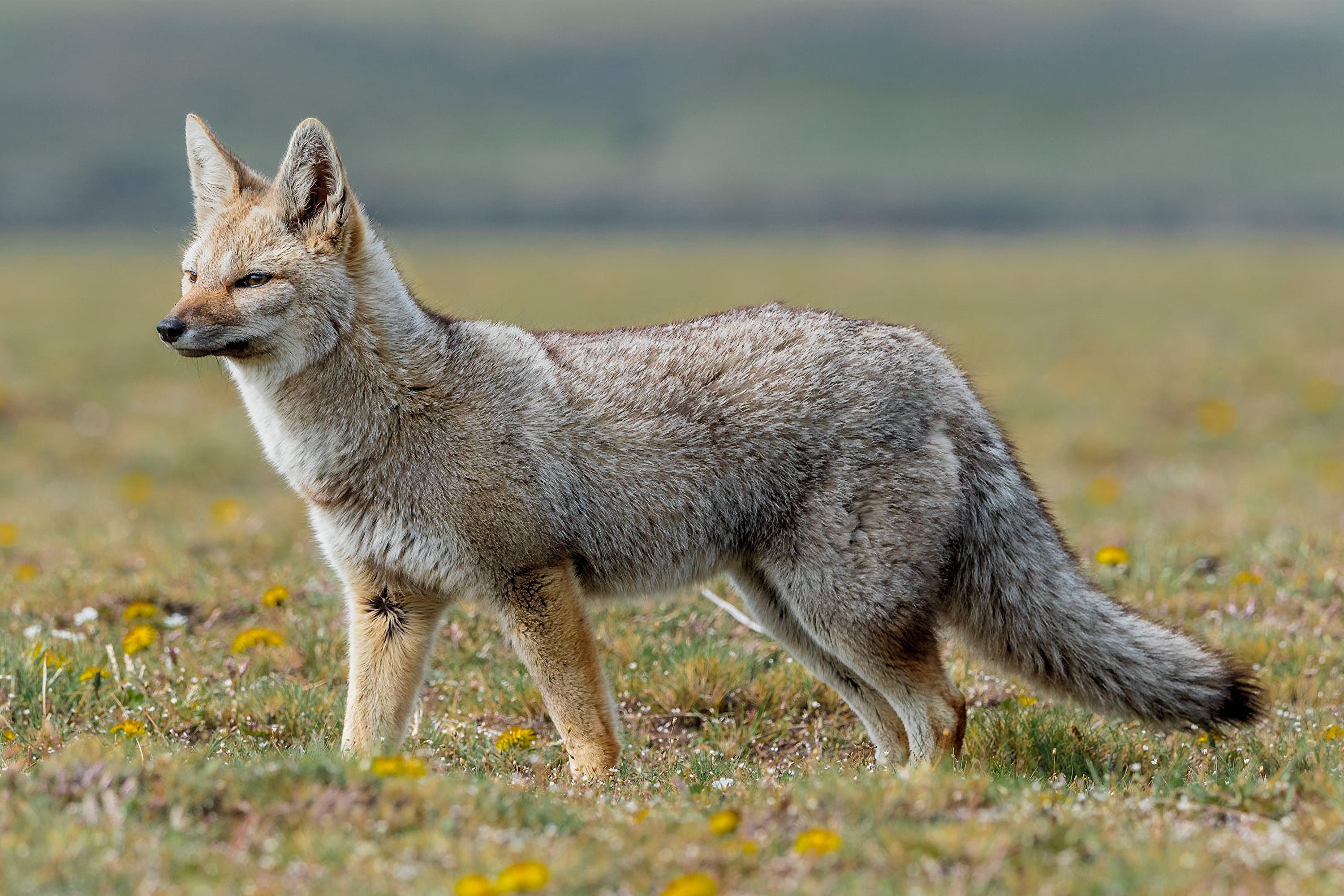 Photo from 11-Day Patagonia Wildlife Expedition for Pumas, King Penguins and Whales safari tour
