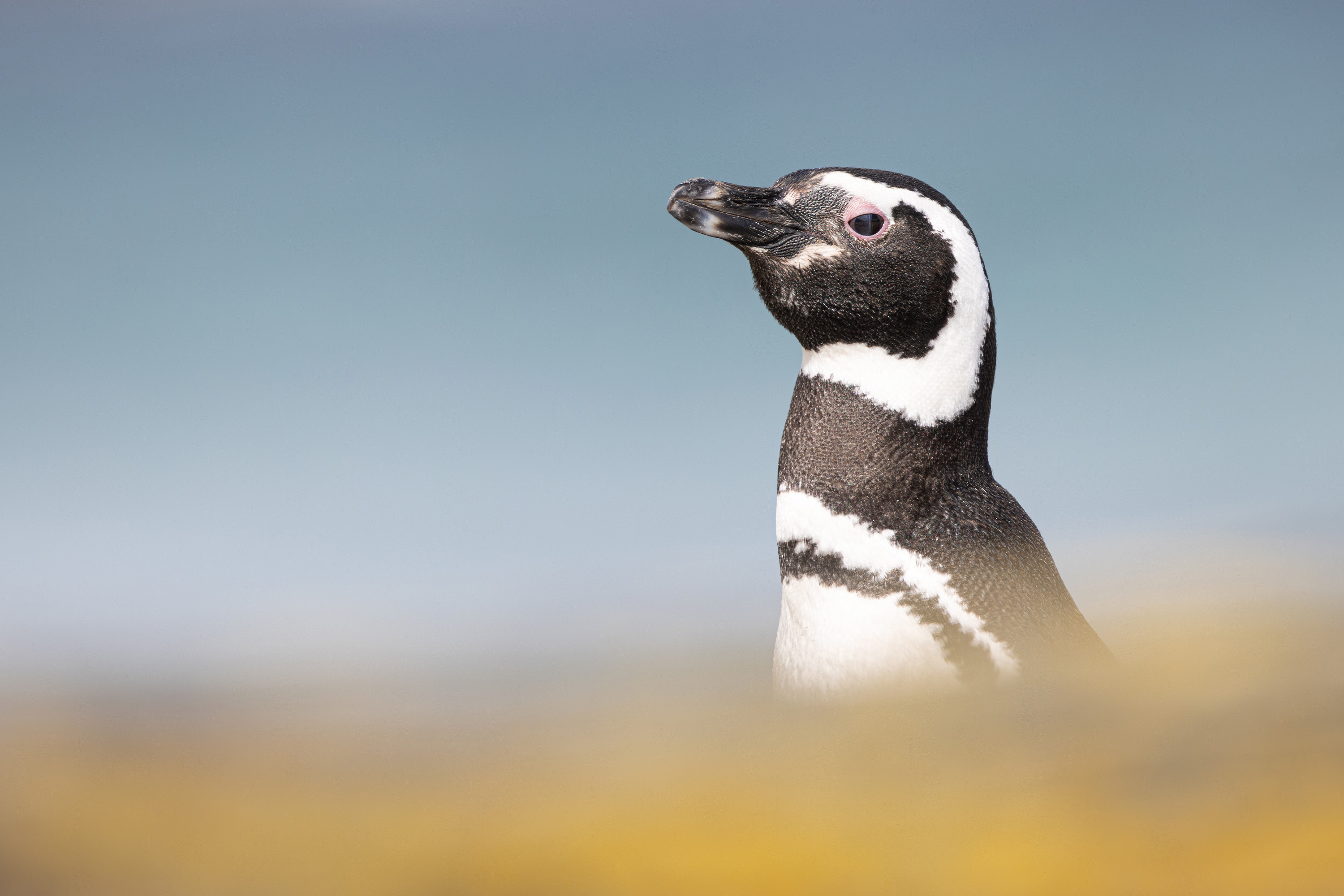 Photo from 11-Day Patagonia Wildlife Expedition for Pumas, King Penguins and Whales safari tour