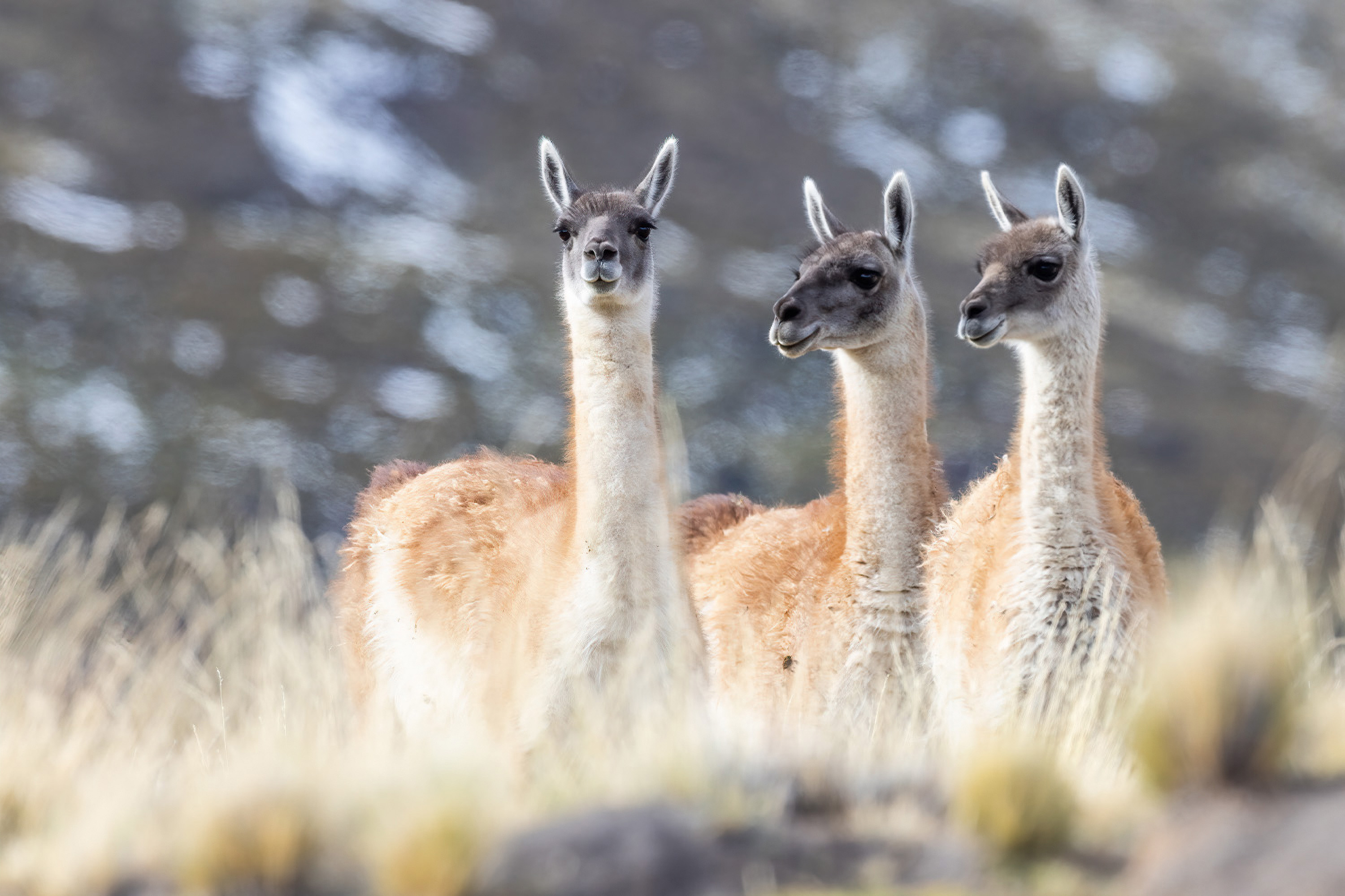 Photo from 11-Day Patagonia Wildlife Expedition for Pumas, King Penguins and Whales safari tour