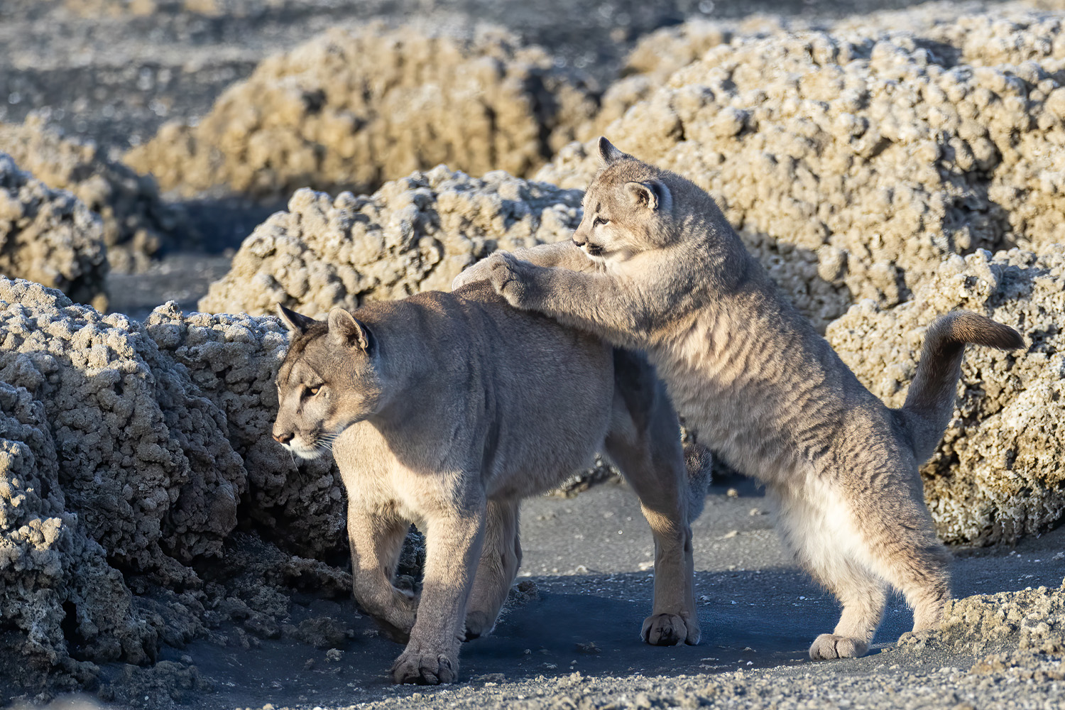 Photo from 11-Day Patagonia Wildlife Expedition for Pumas, King Penguins and Whales safari tour