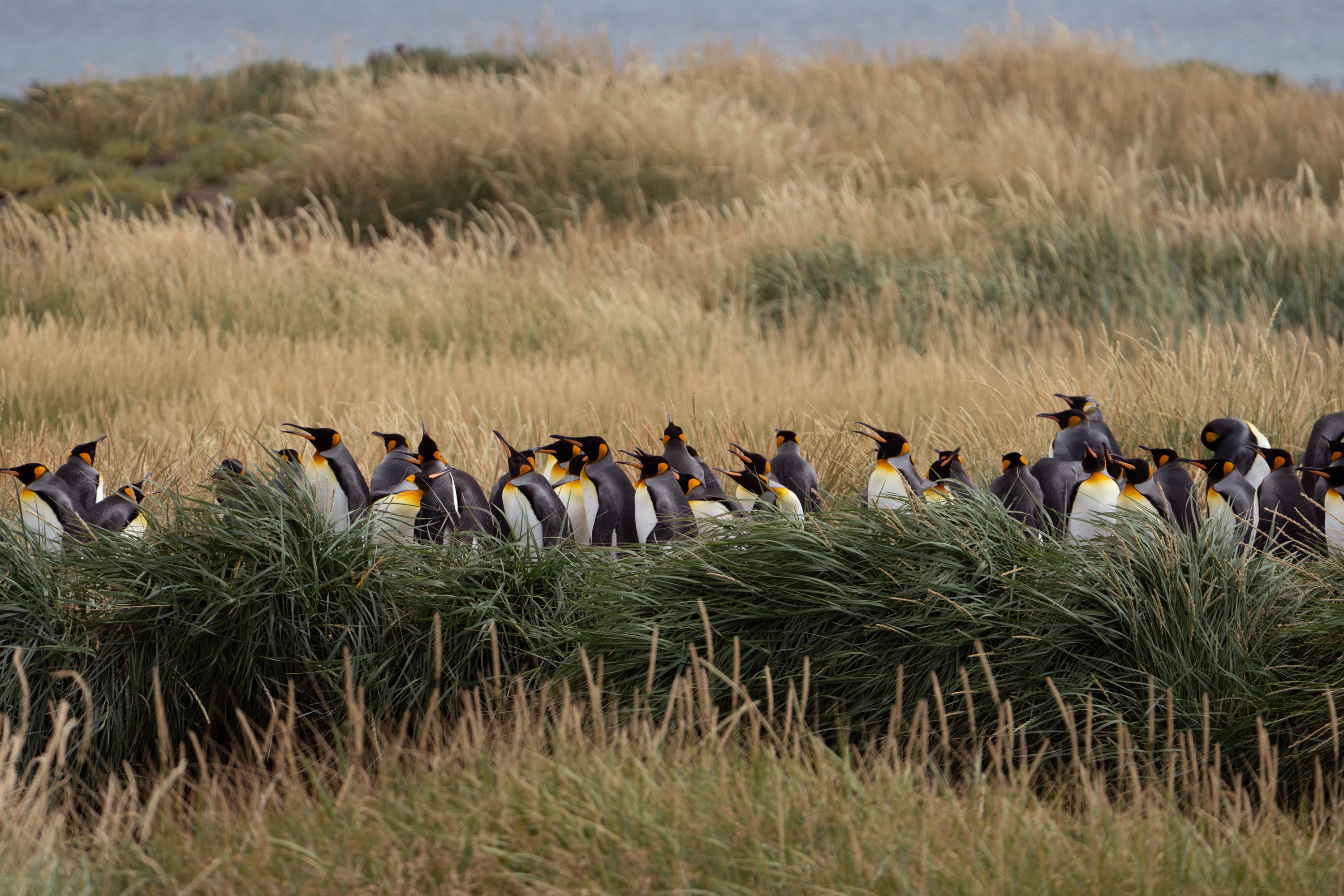 Photo from 11-Day Patagonia Wildlife Expedition for Pumas, King Penguins and Whales safari tour