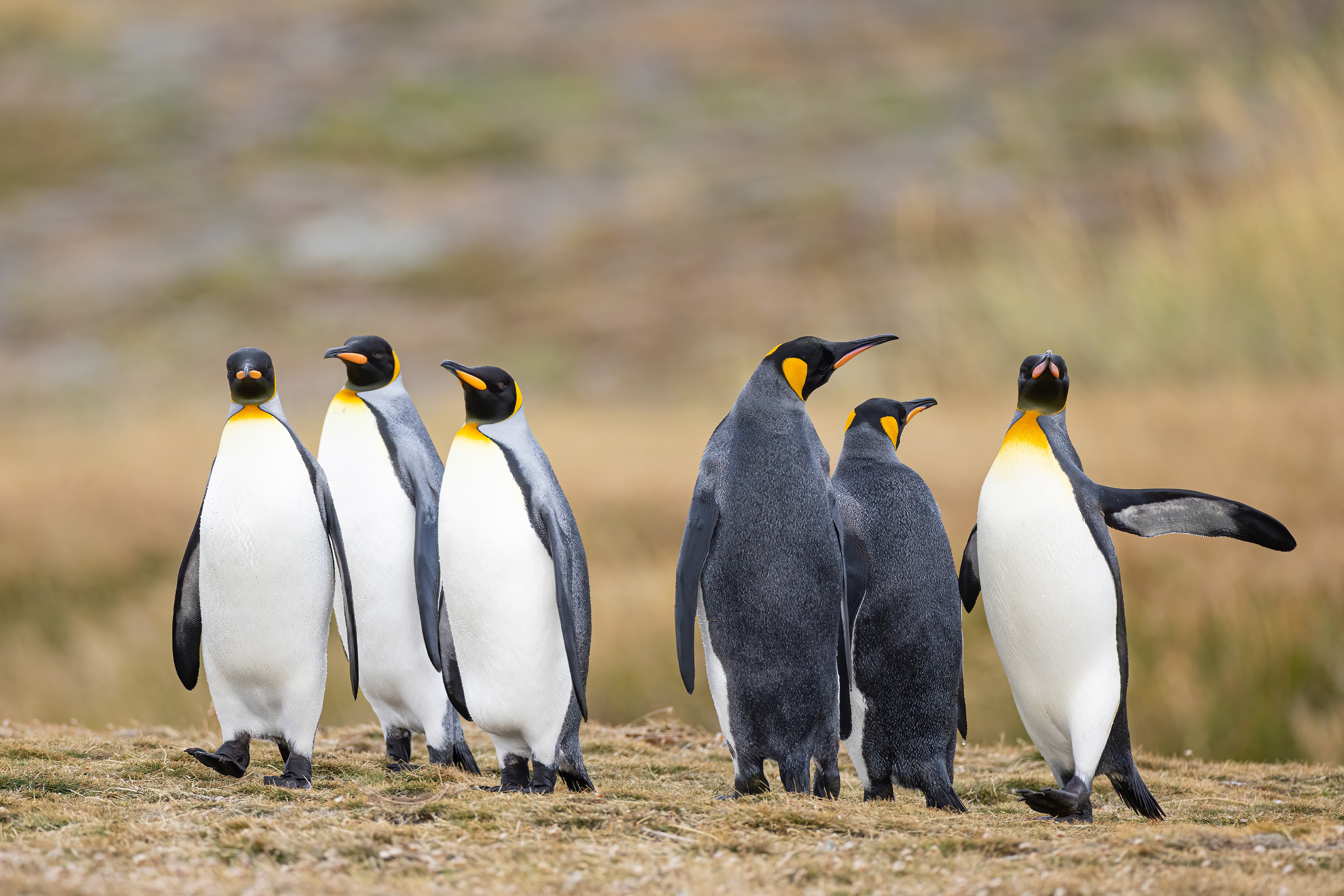 Photo from 11-Day Patagonia Wildlife Expedition for Pumas, King Penguins and Whales safari tour