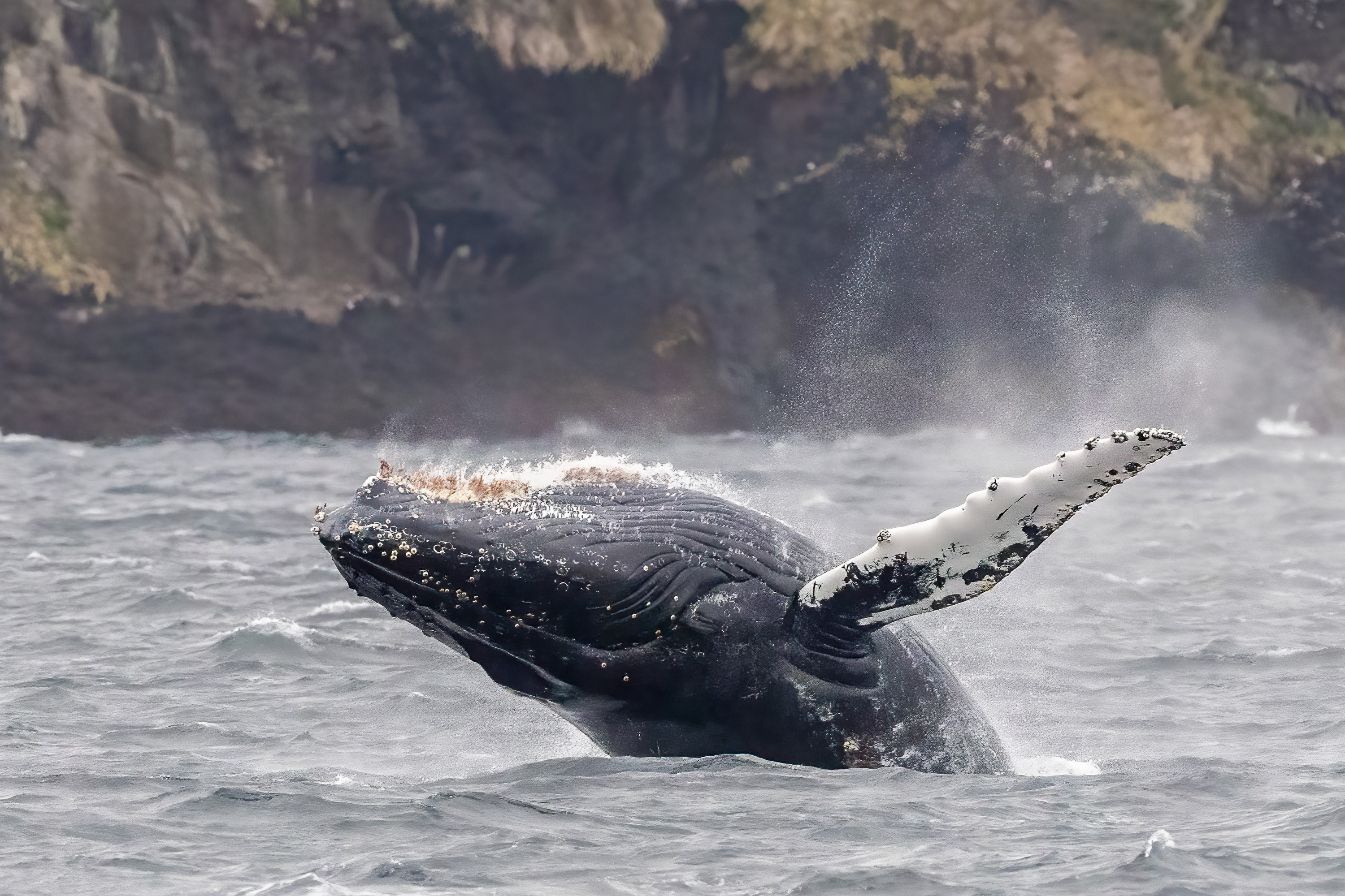 Photo from 11-Day Patagonia Wildlife Expedition for Pumas, King Penguins and Whales safari tour