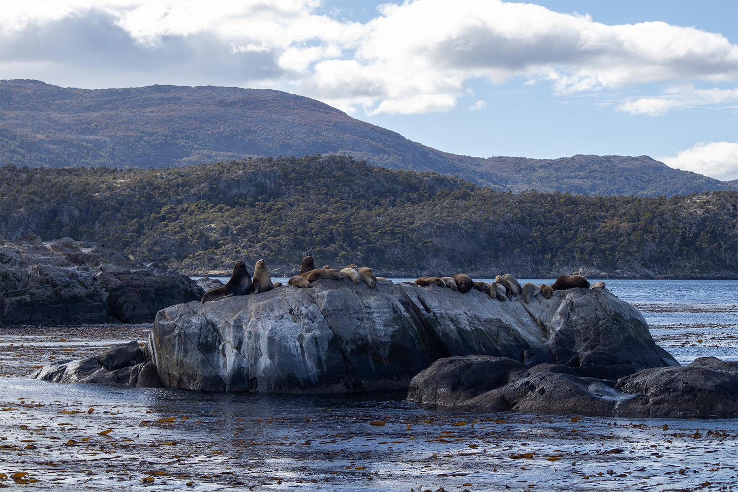 Photo from 11-Day Patagonia Wildlife Expedition for Pumas, King Penguins and Whales safari tour