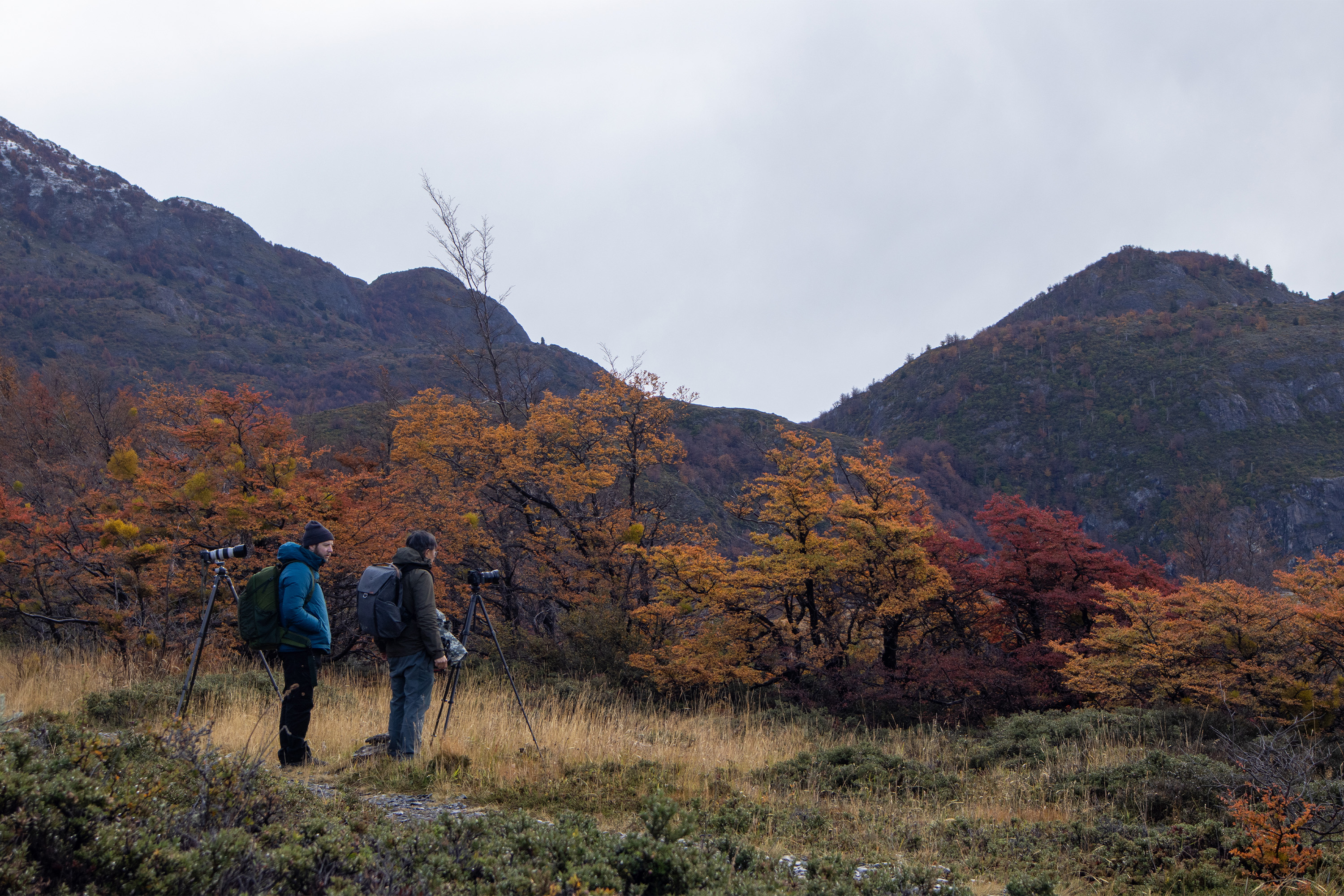 Photo from 11-Day Patagonia Wildlife Expedition for Pumas, King Penguins and Whales safari tour
