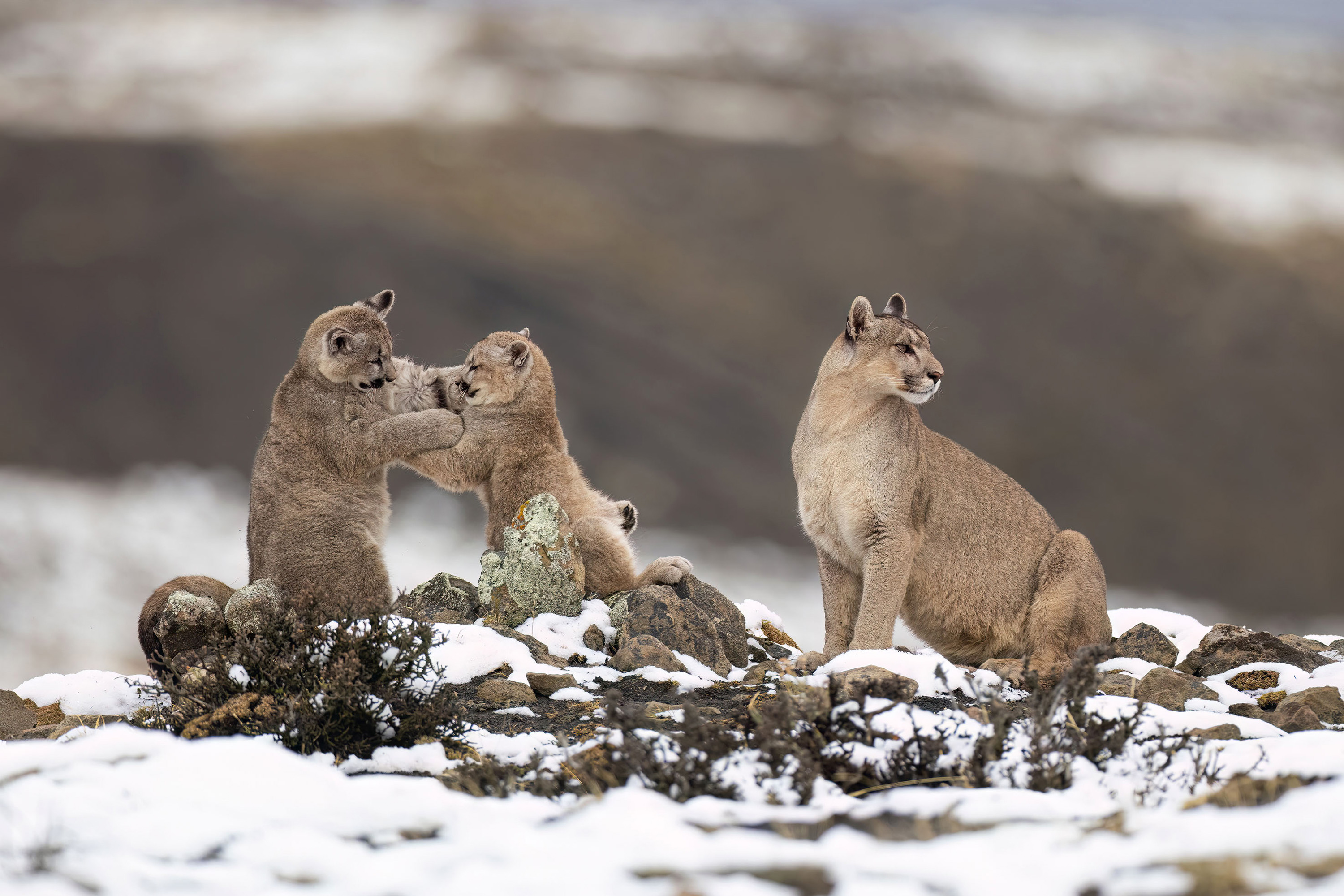 Photo from 11-Day Patagonia Wildlife Expedition for Pumas, King Penguins and Whales safari tour