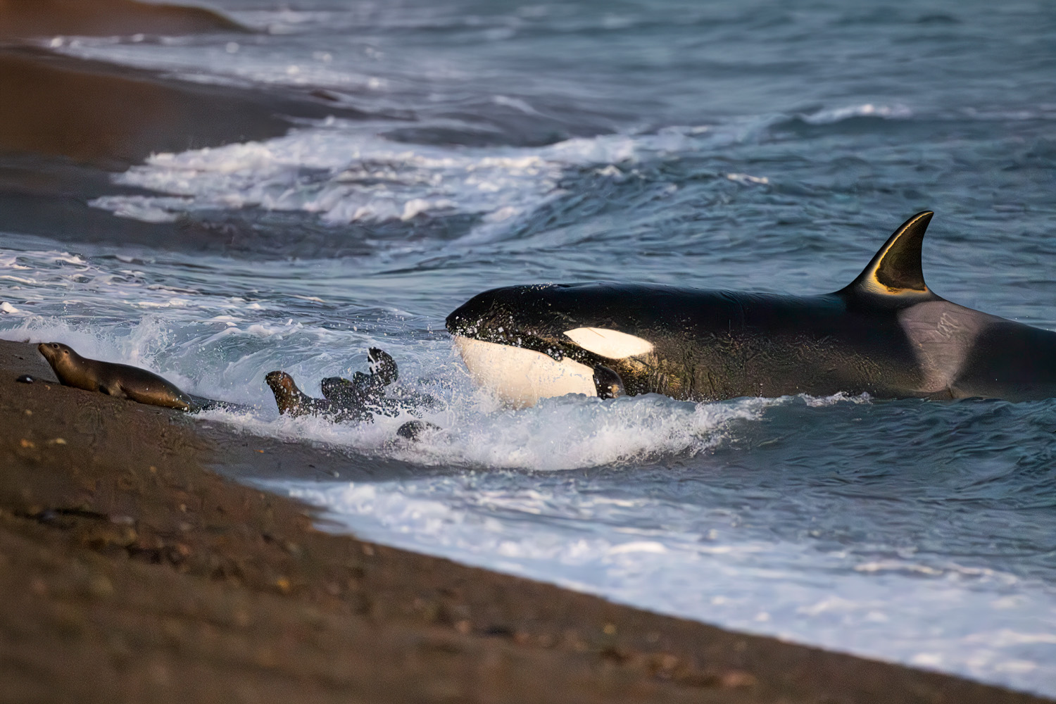 6-Day Patagonian Orca Tracking and Wildlife Photography Expedition