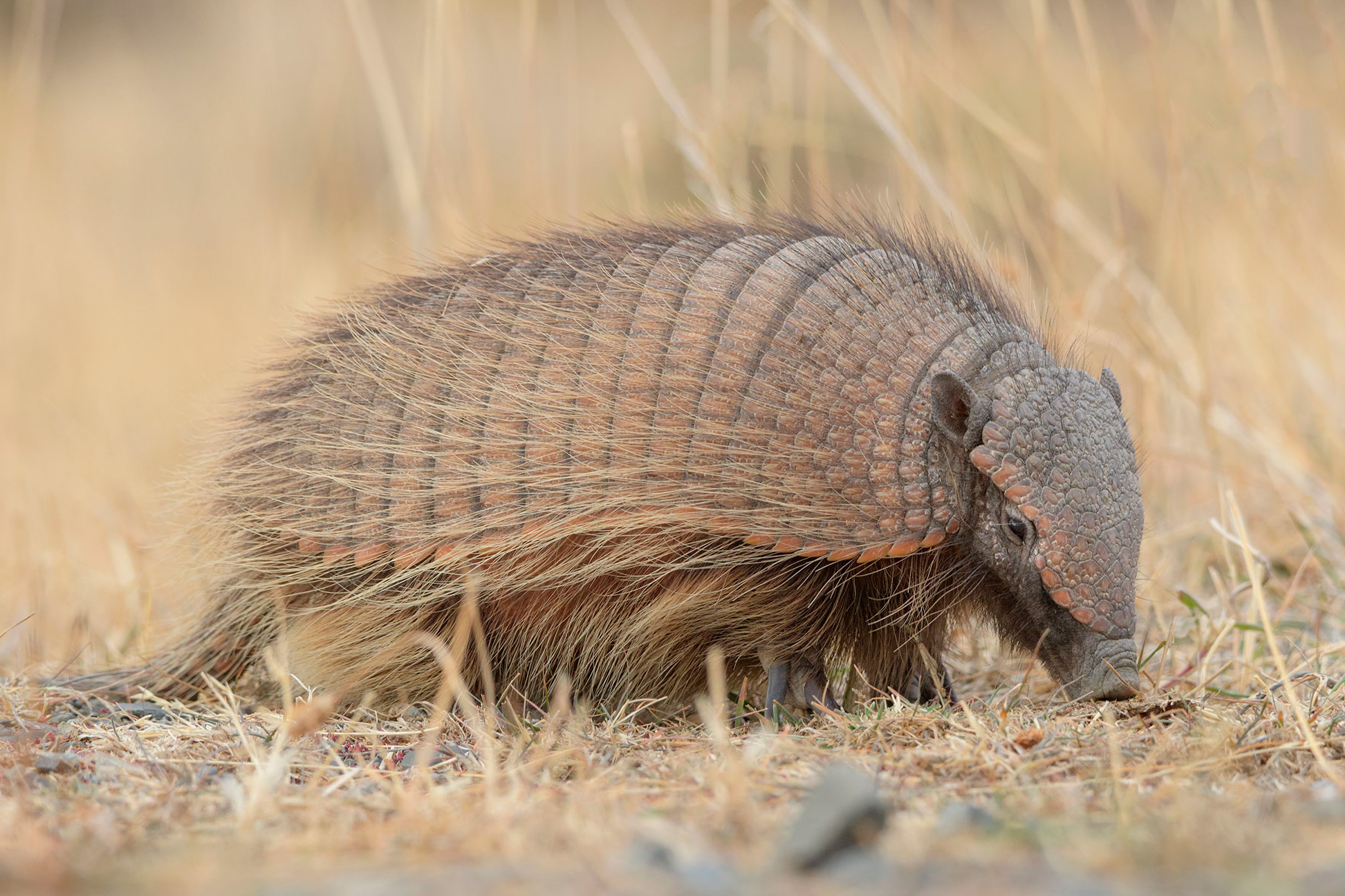 Photo from 19-Day Chile Wildlife Expedition from the Atacama Desert to Patagonia safari tour