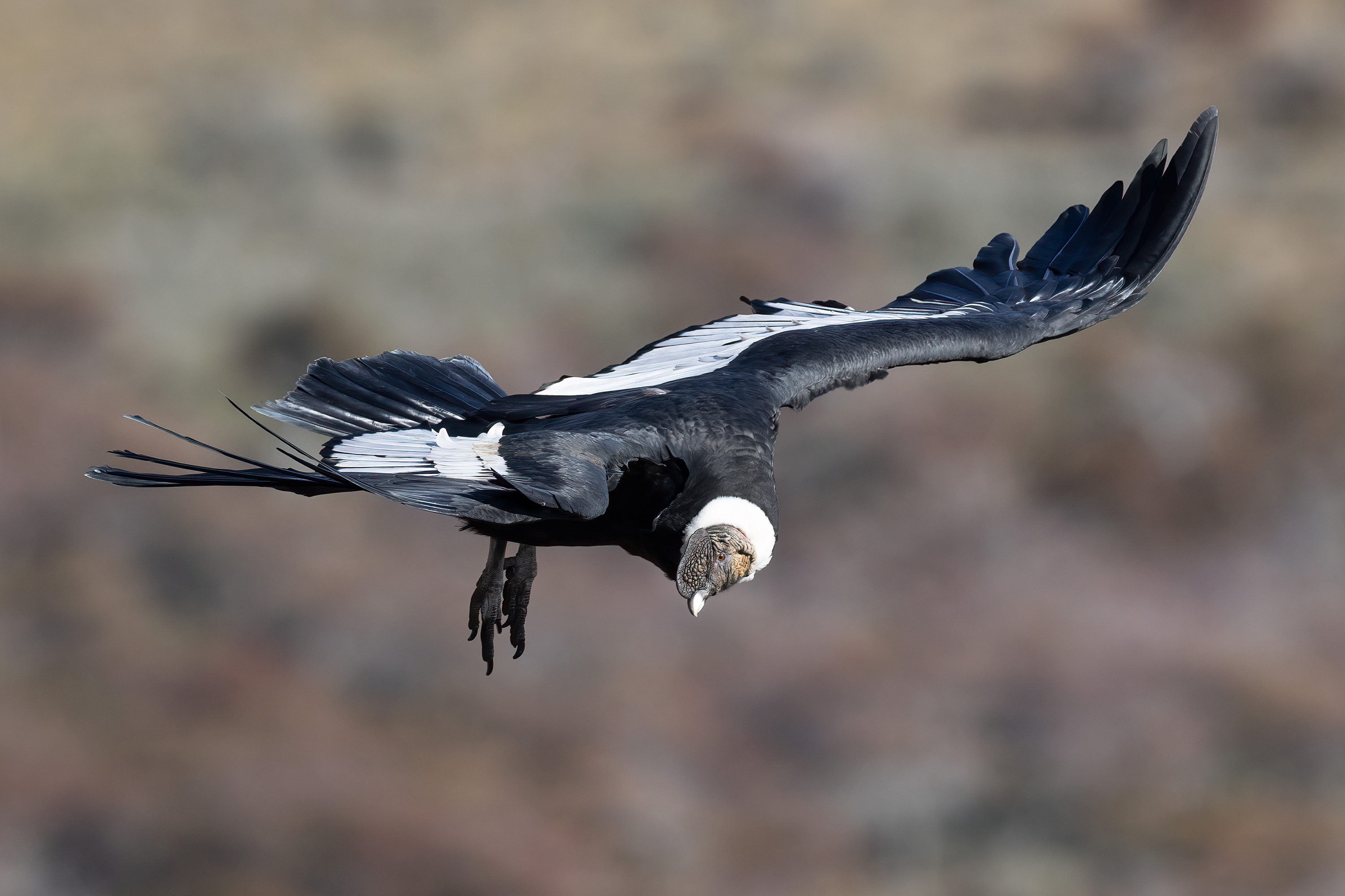 Photo from 19-Day Chile Wildlife Expedition from the Atacama Desert to Patagonia safari tour