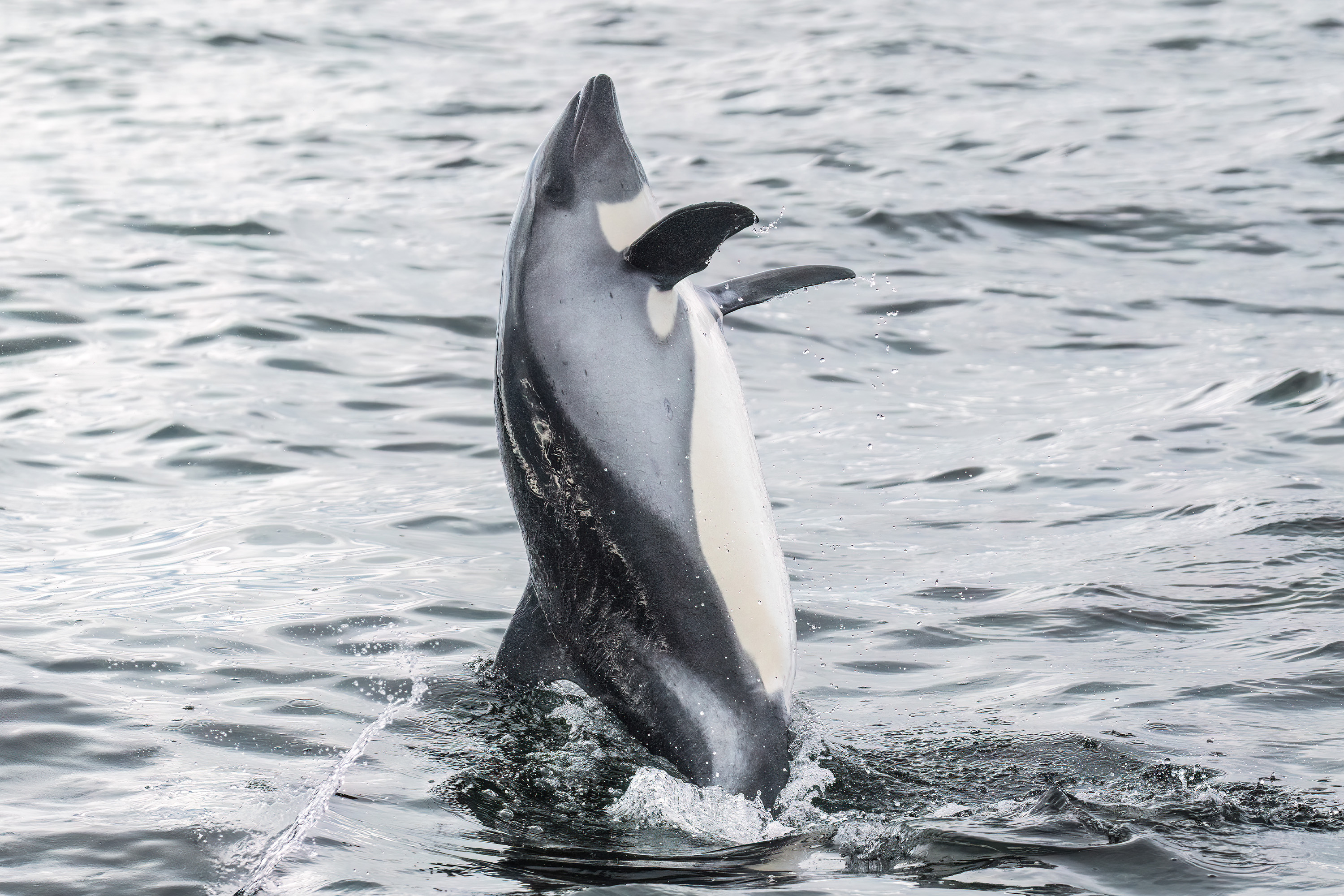 Photo from 19-Day Chile Wildlife Expedition from the Atacama Desert to Patagonia safari tour