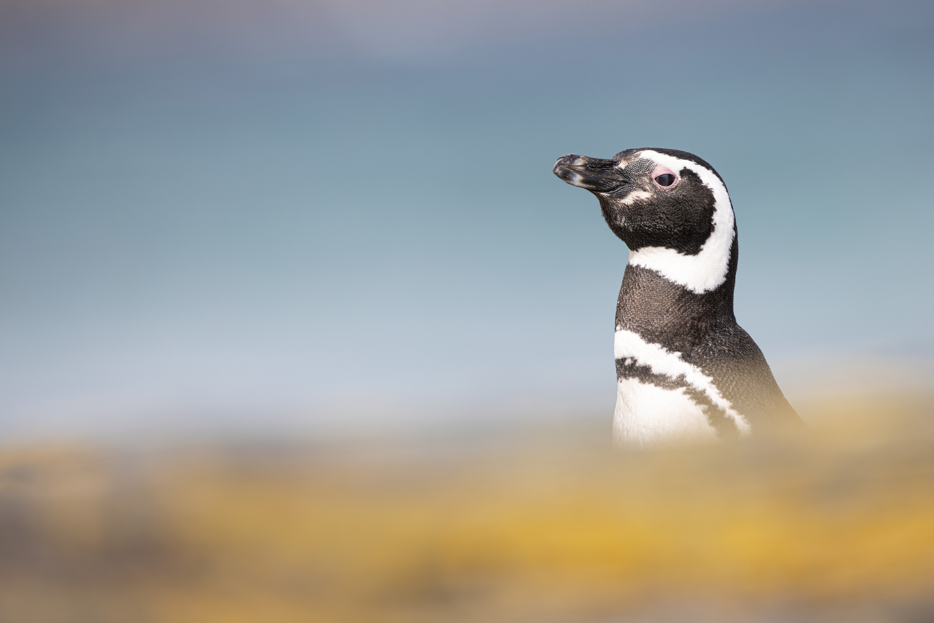Photo from 19-Day Chile Wildlife Expedition from the Atacama Desert to Patagonia safari tour