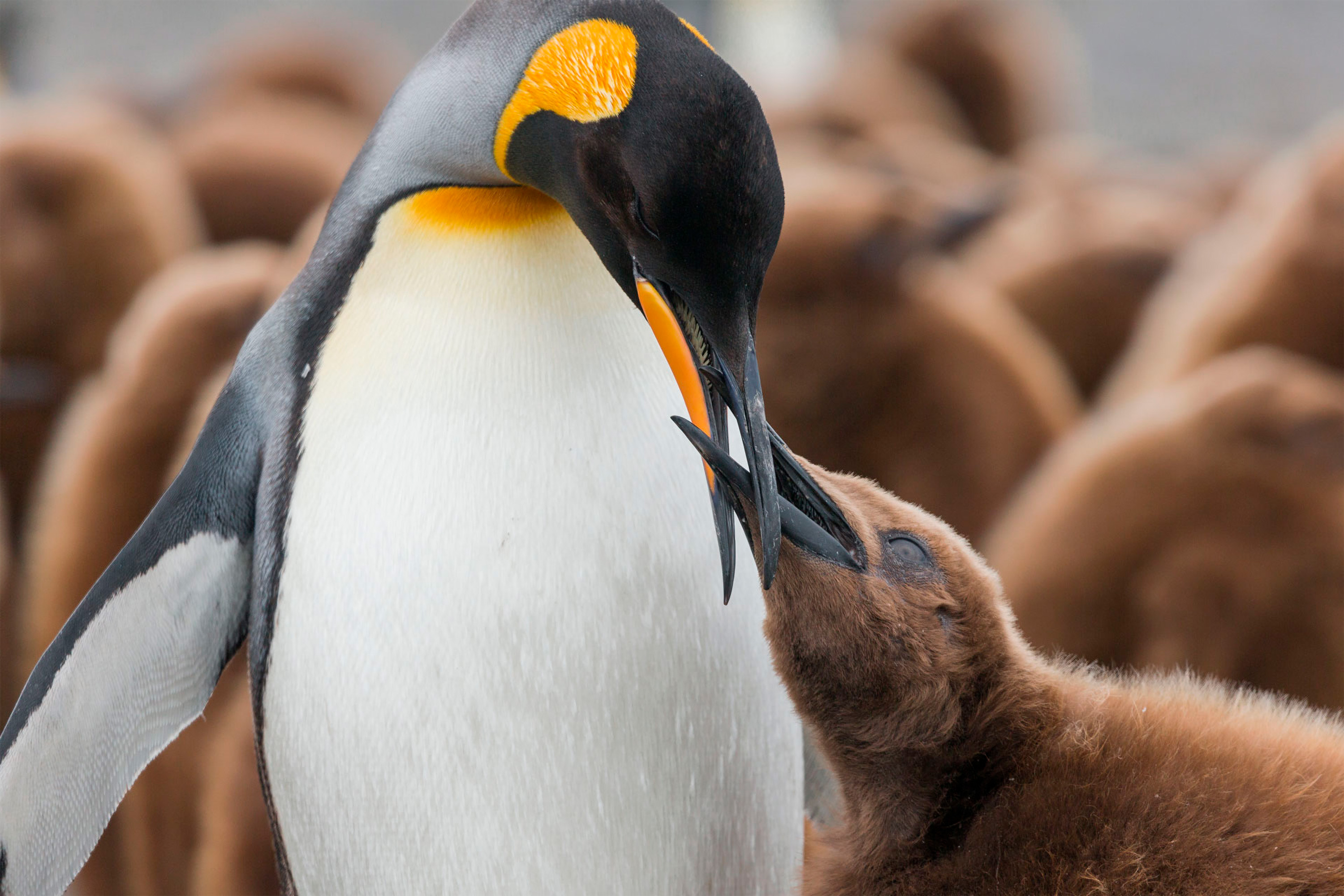 19-Day Chile Wildlife Expedition from the Atacama Desert to Patagonia