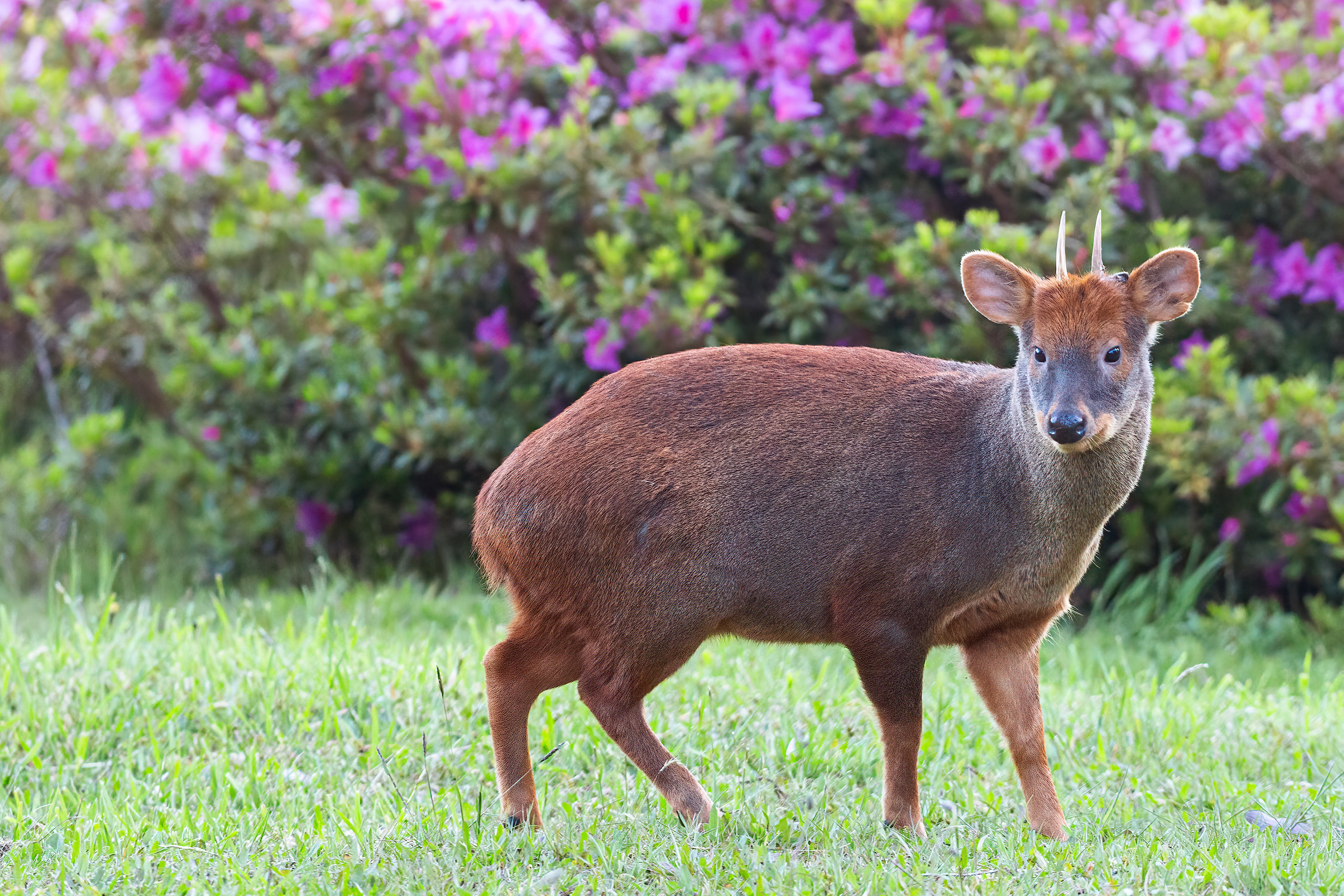 Photo from 19-Day Chile Wildlife Expedition from the Atacama Desert to Patagonia safari tour