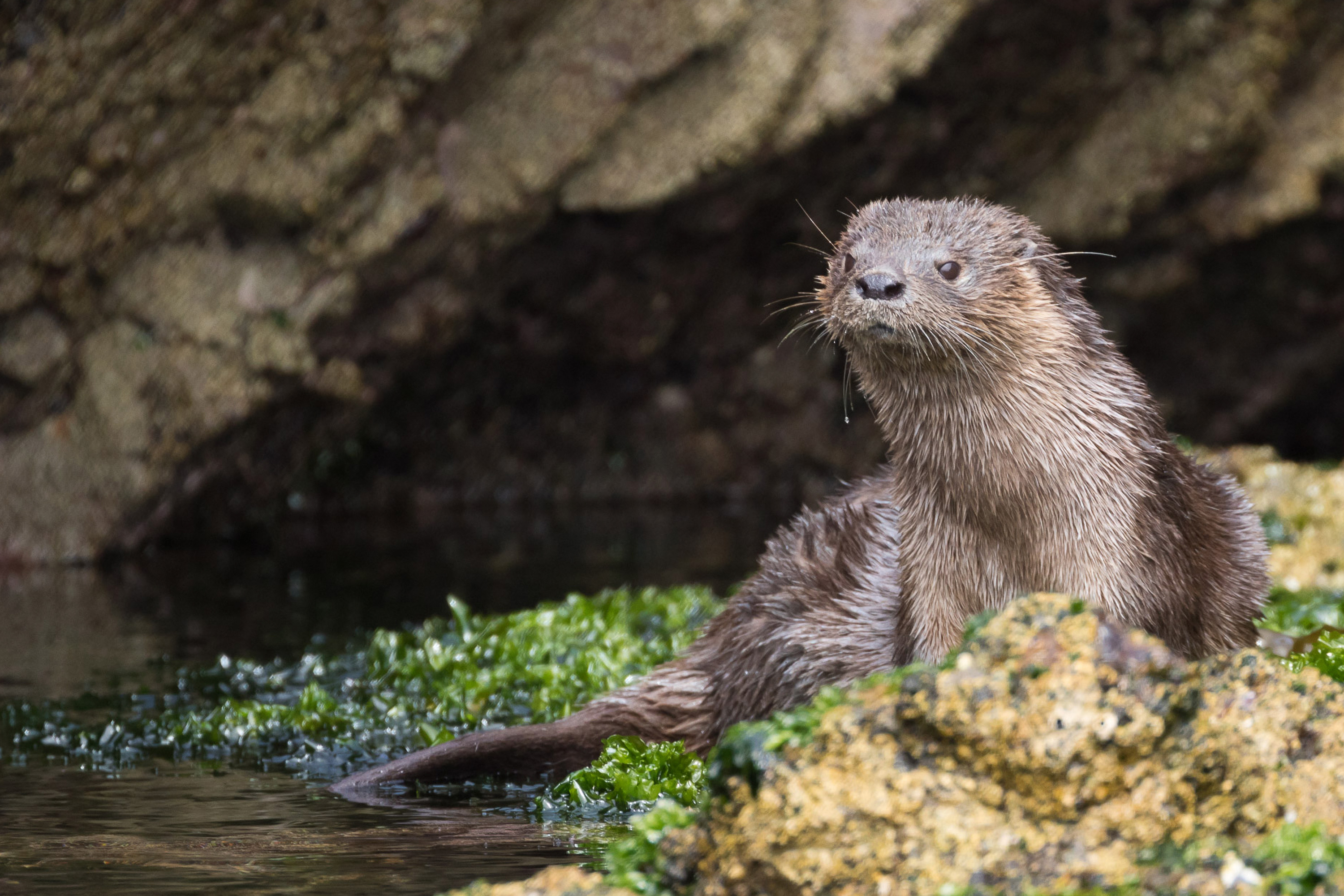 Photo from 19-Day Chile Wildlife Expedition from the Atacama Desert to Patagonia safari tour