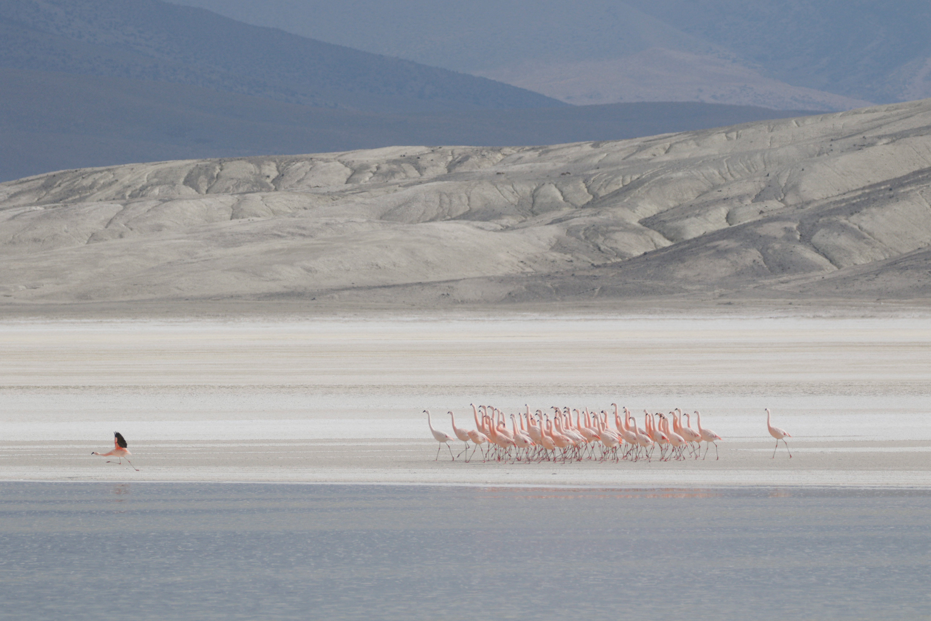 Photo from 19-Day Chile Wildlife Expedition from the Atacama Desert to Patagonia safari tour