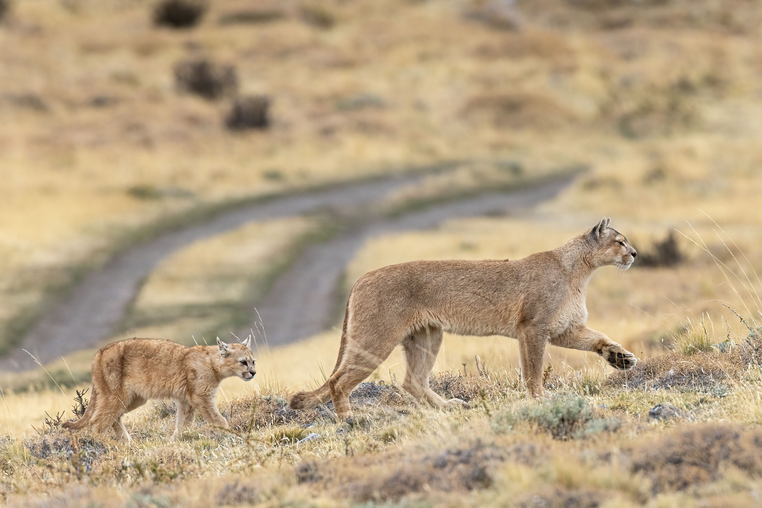 Photo from 19-Day Chile Wildlife Expedition from the Atacama Desert to Patagonia safari tour