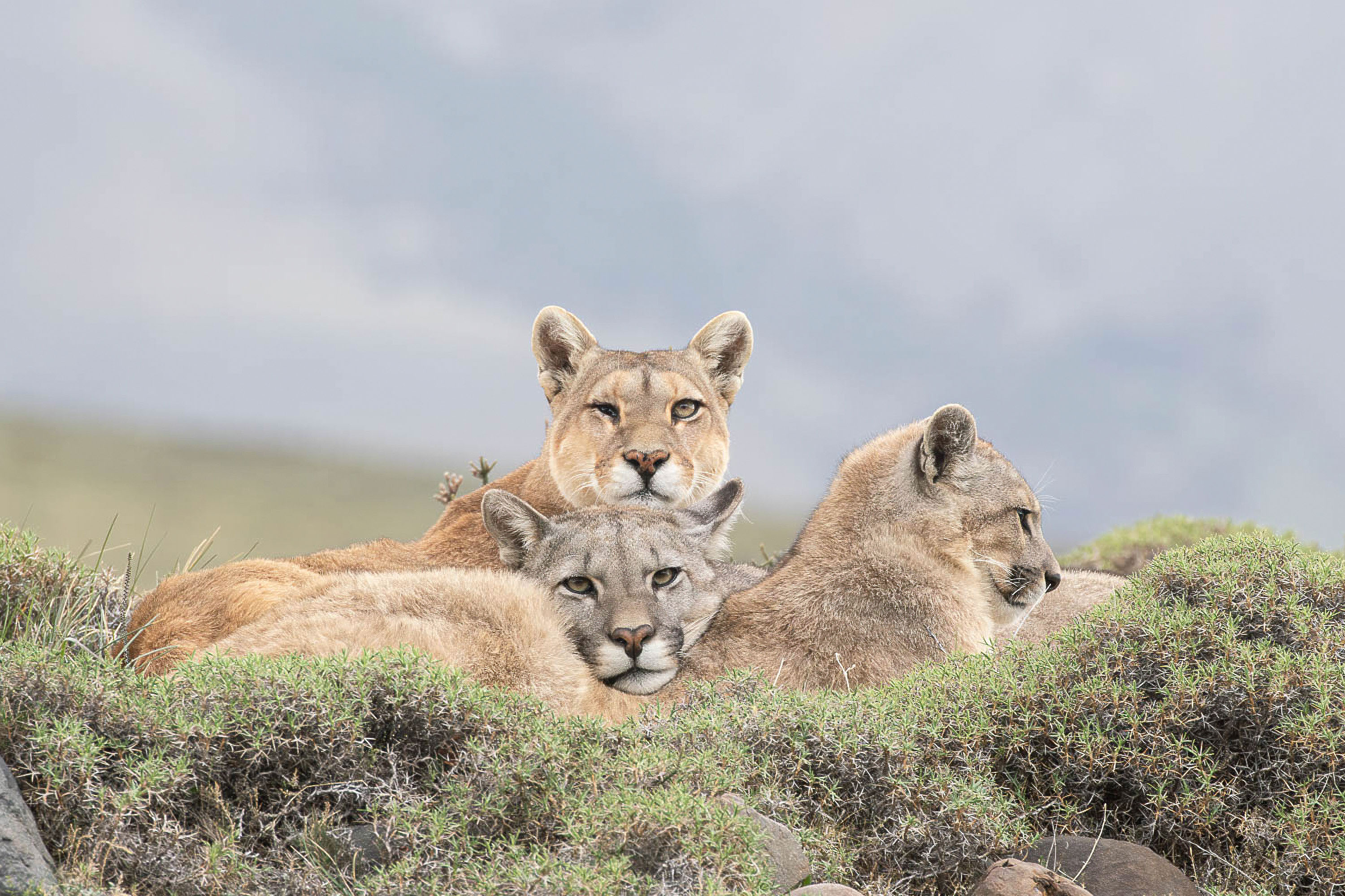Photo from 19-Day Chile Wildlife Expedition from the Atacama Desert to Patagonia safari tour