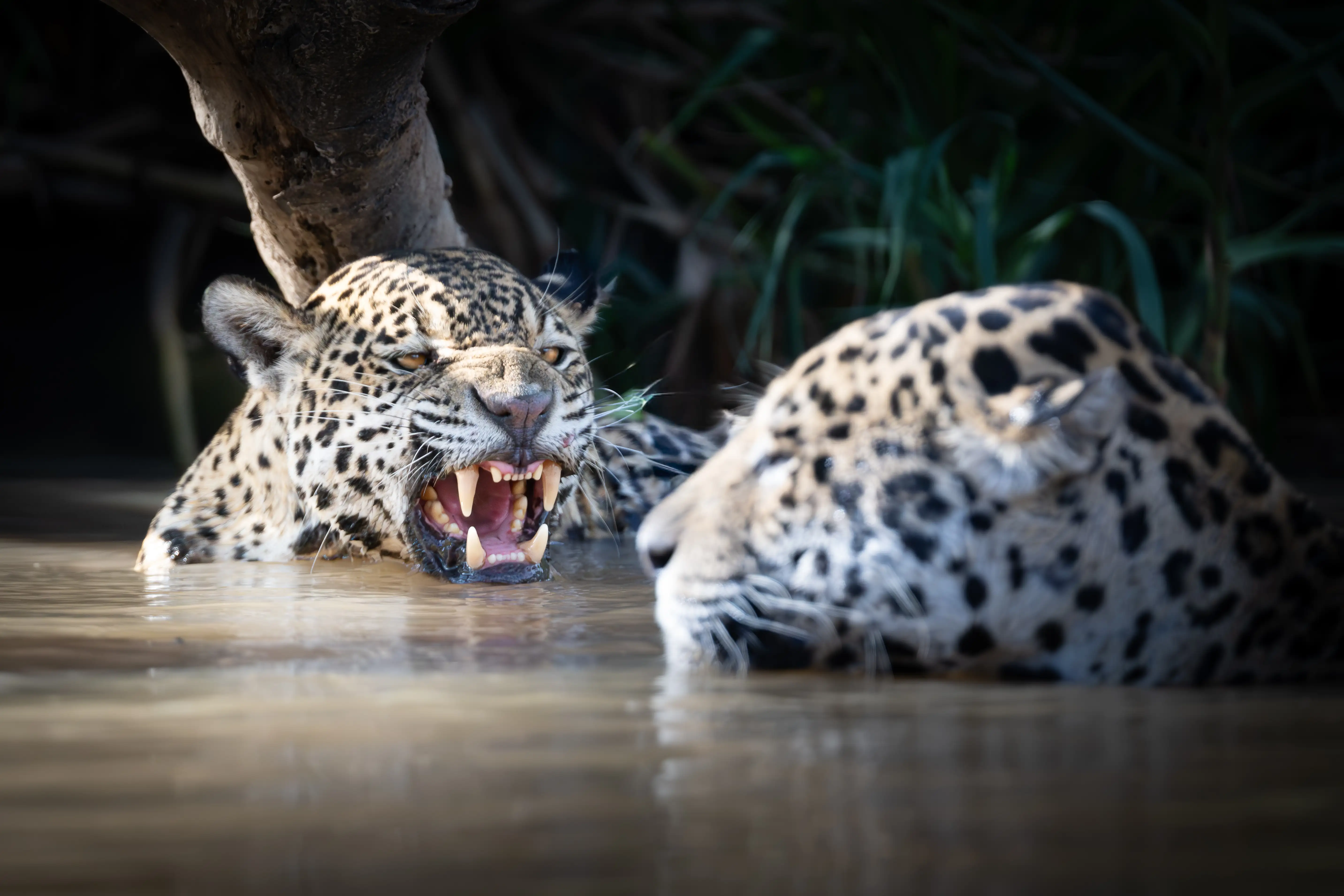 Photo from 7-Day Northern Pantanal Jaguar Safari and Wildlife Expedition safari tour
