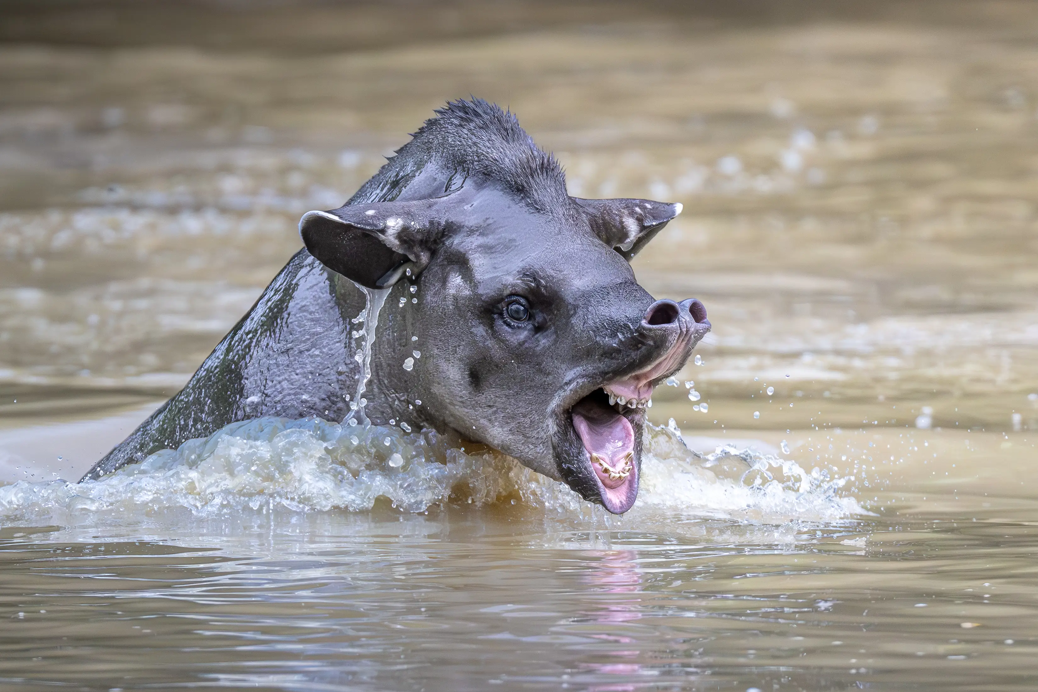 Photo from 7-Day Northern Pantanal Jaguar Safari and Wildlife Expedition safari tour