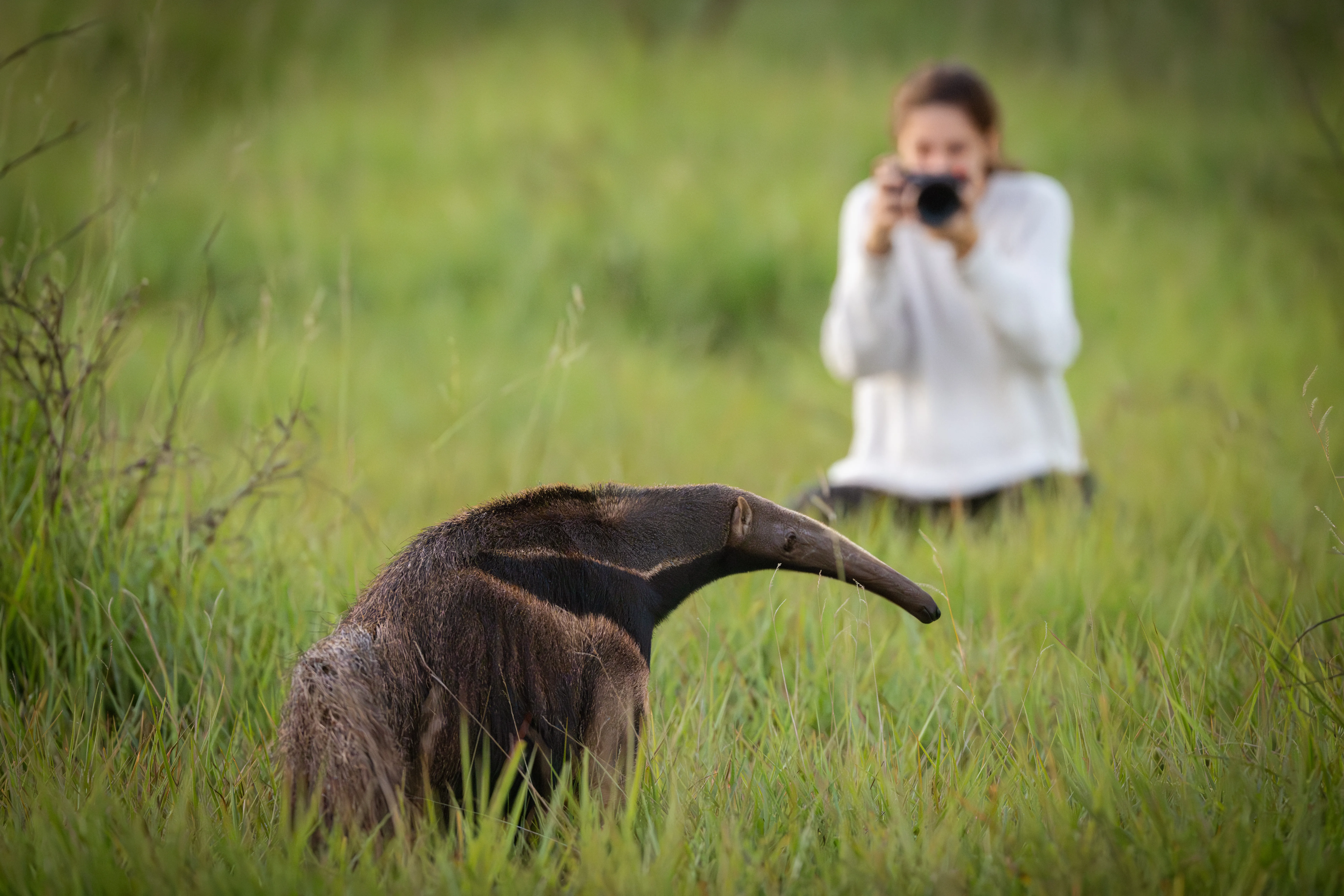Photo from 7-Day Northern Pantanal Jaguar Safari and Wildlife Expedition safari tour