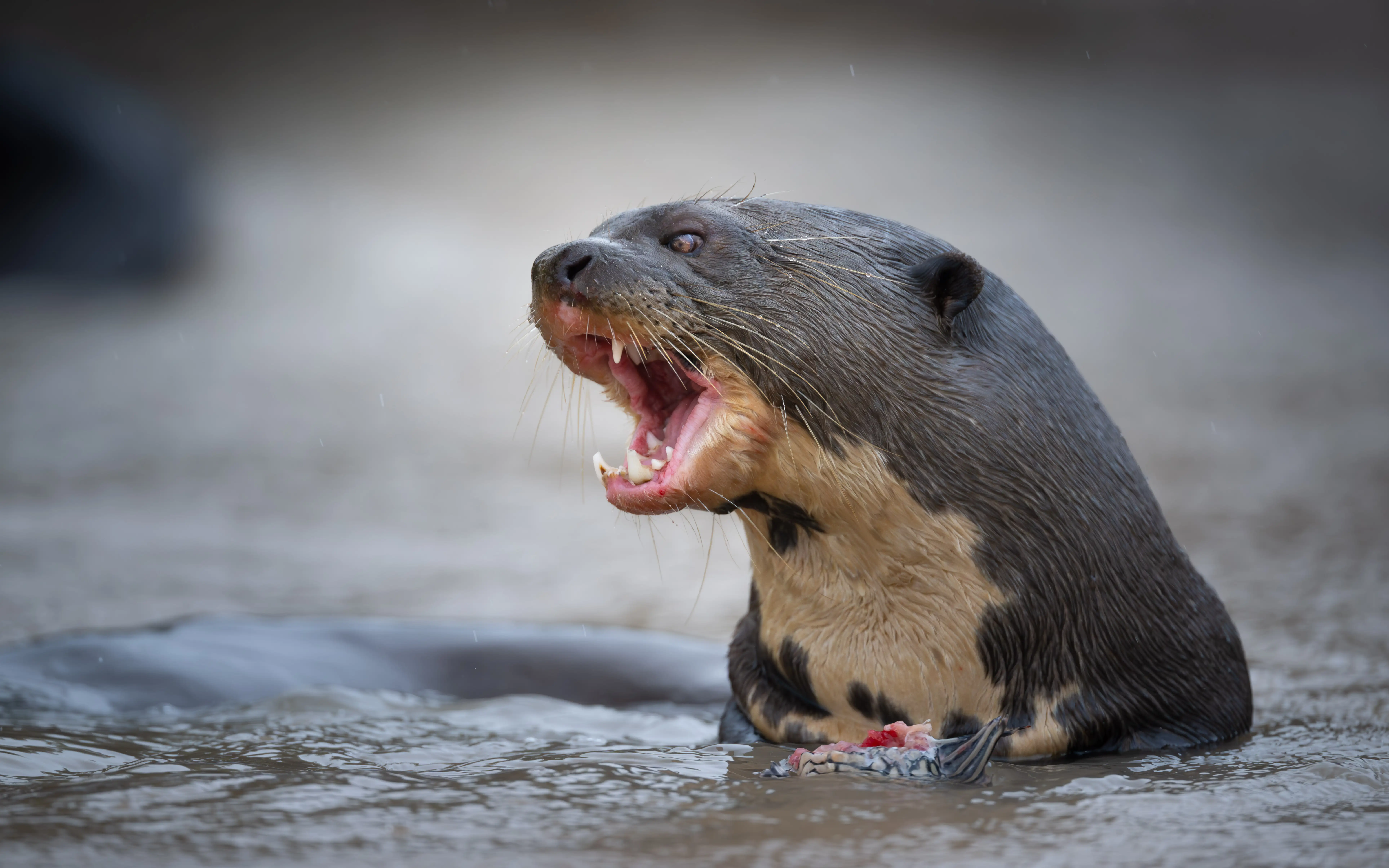 Photo from 7-Day Northern Pantanal Jaguar Safari and Wildlife Expedition safari tour