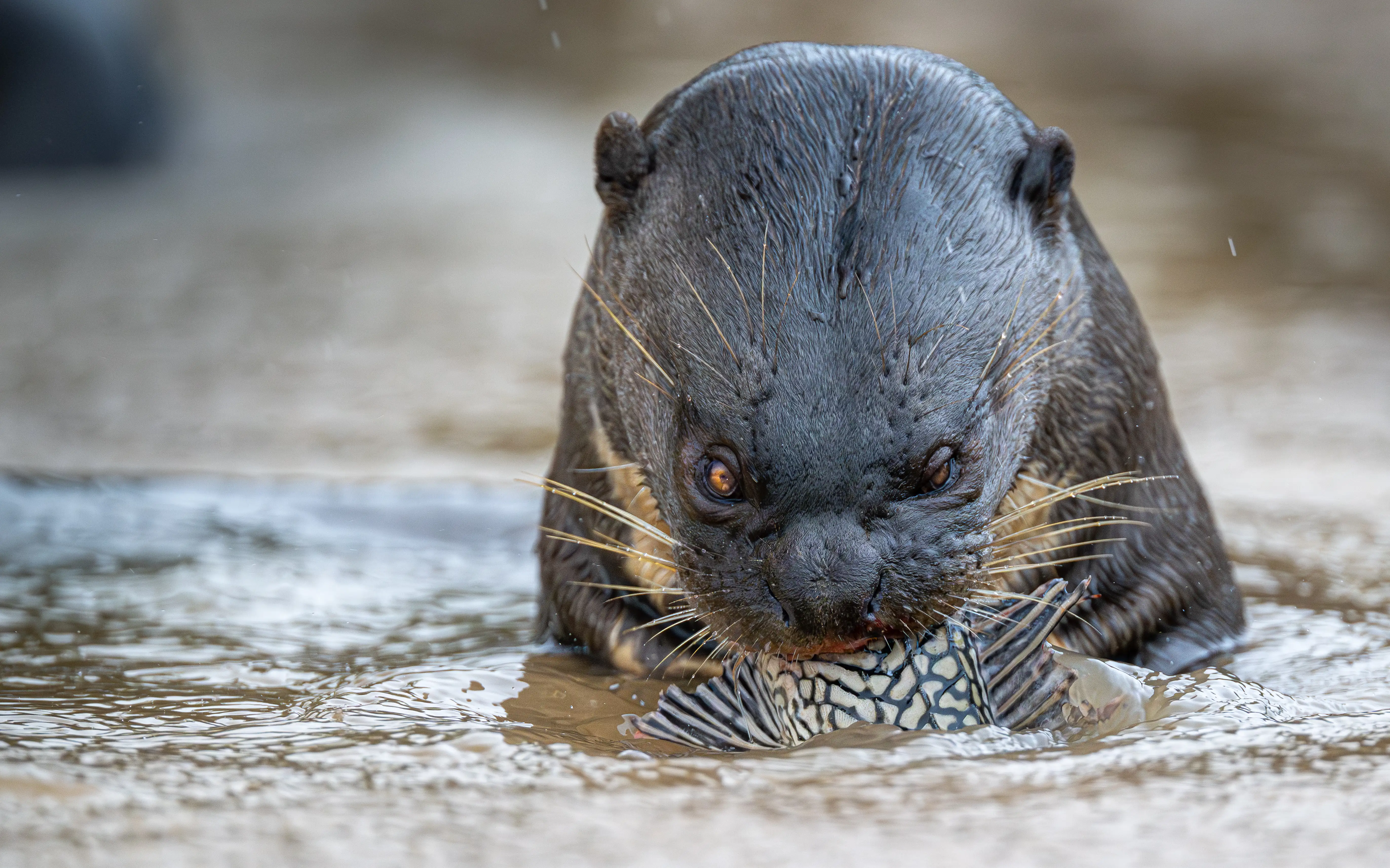 Photo from 7-Day Northern Pantanal Jaguar Safari and Wildlife Expedition safari tour