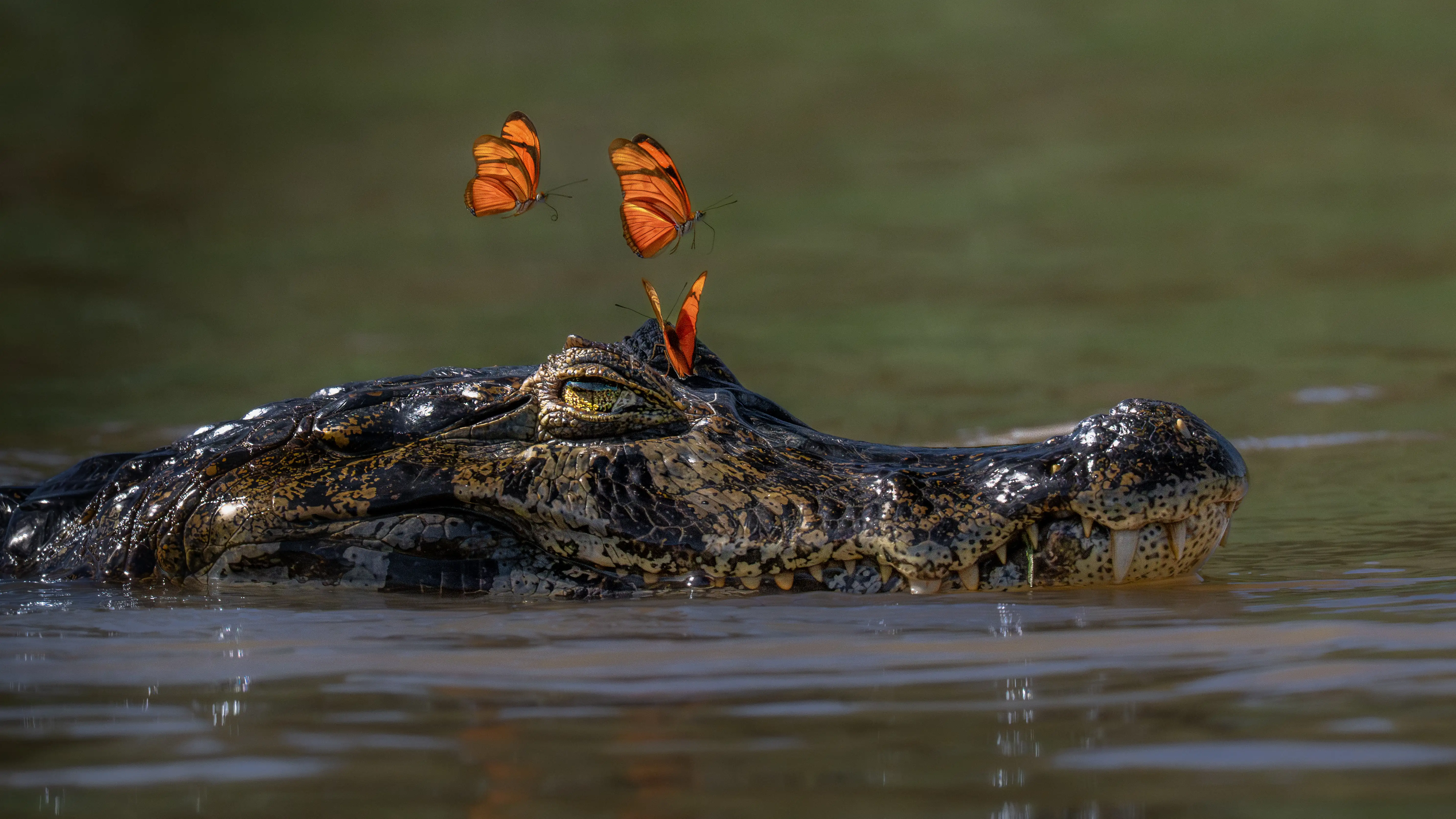 Photo from 7-Day Northern Pantanal Jaguar Safari and Wildlife Expedition safari tour