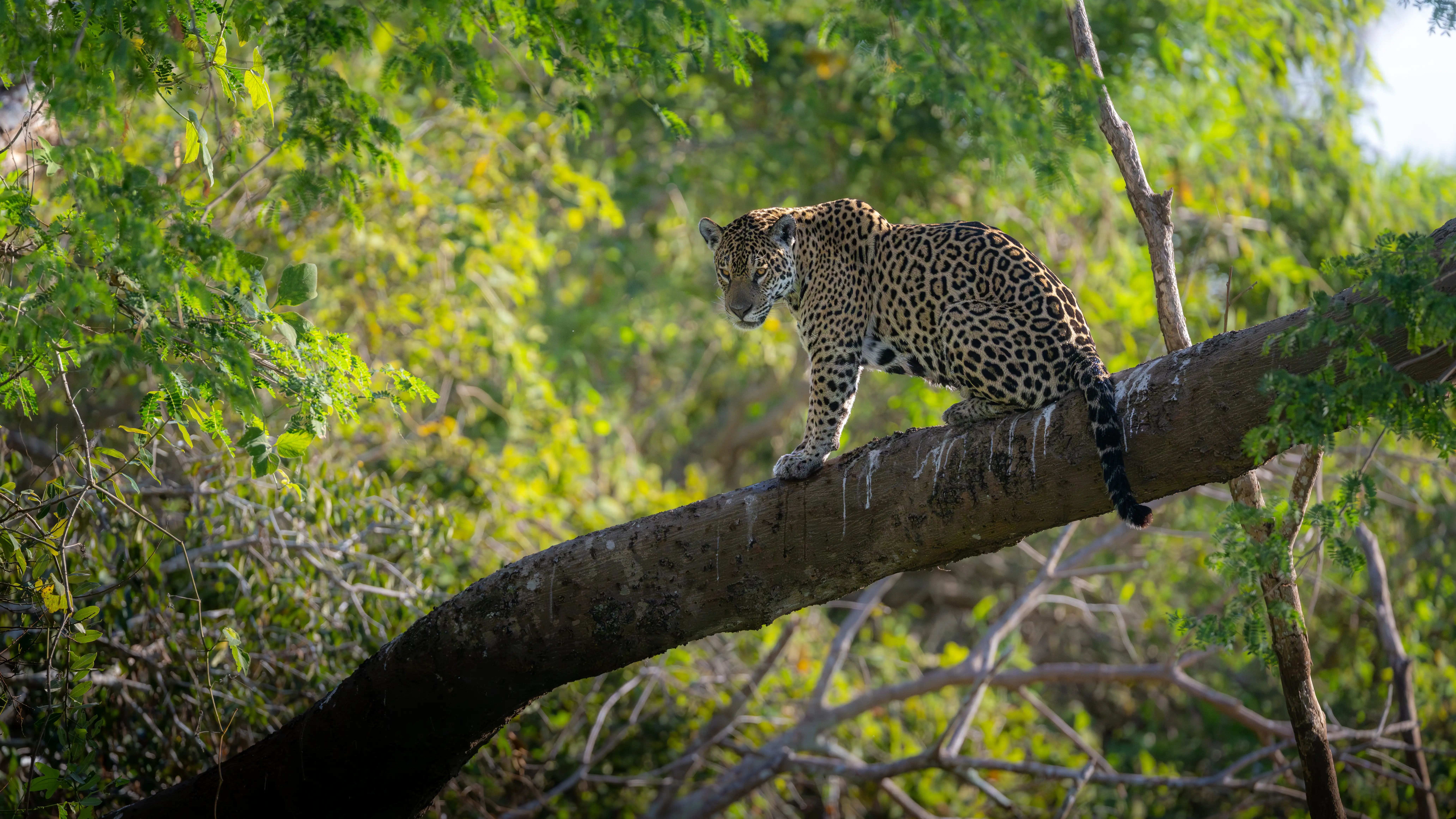 Photo from 7-Day Northern Pantanal Jaguar Safari and Wildlife Expedition safari tour