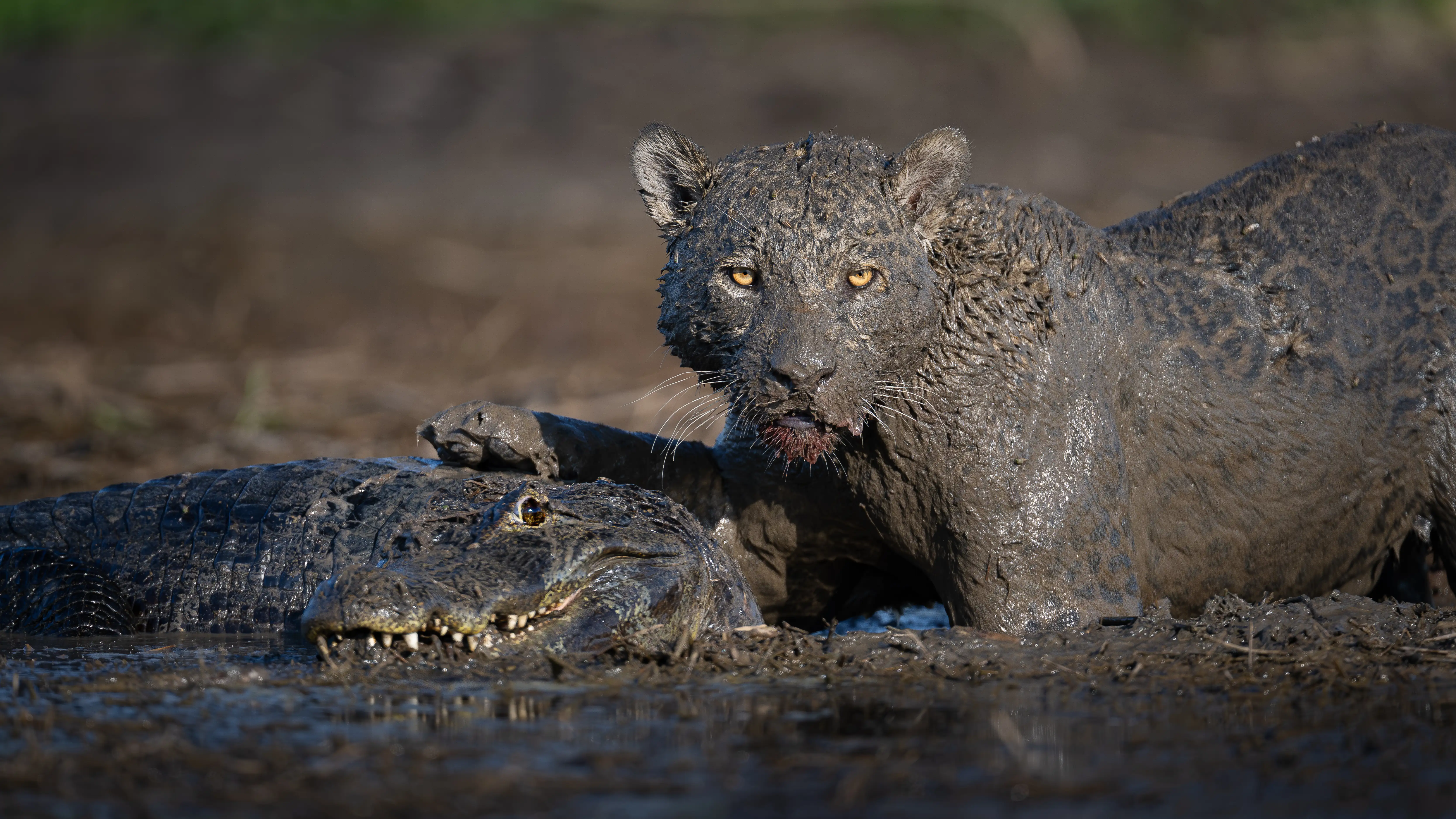 8-Day Pantanal Jaguar Photography Safari in Porto Jofre