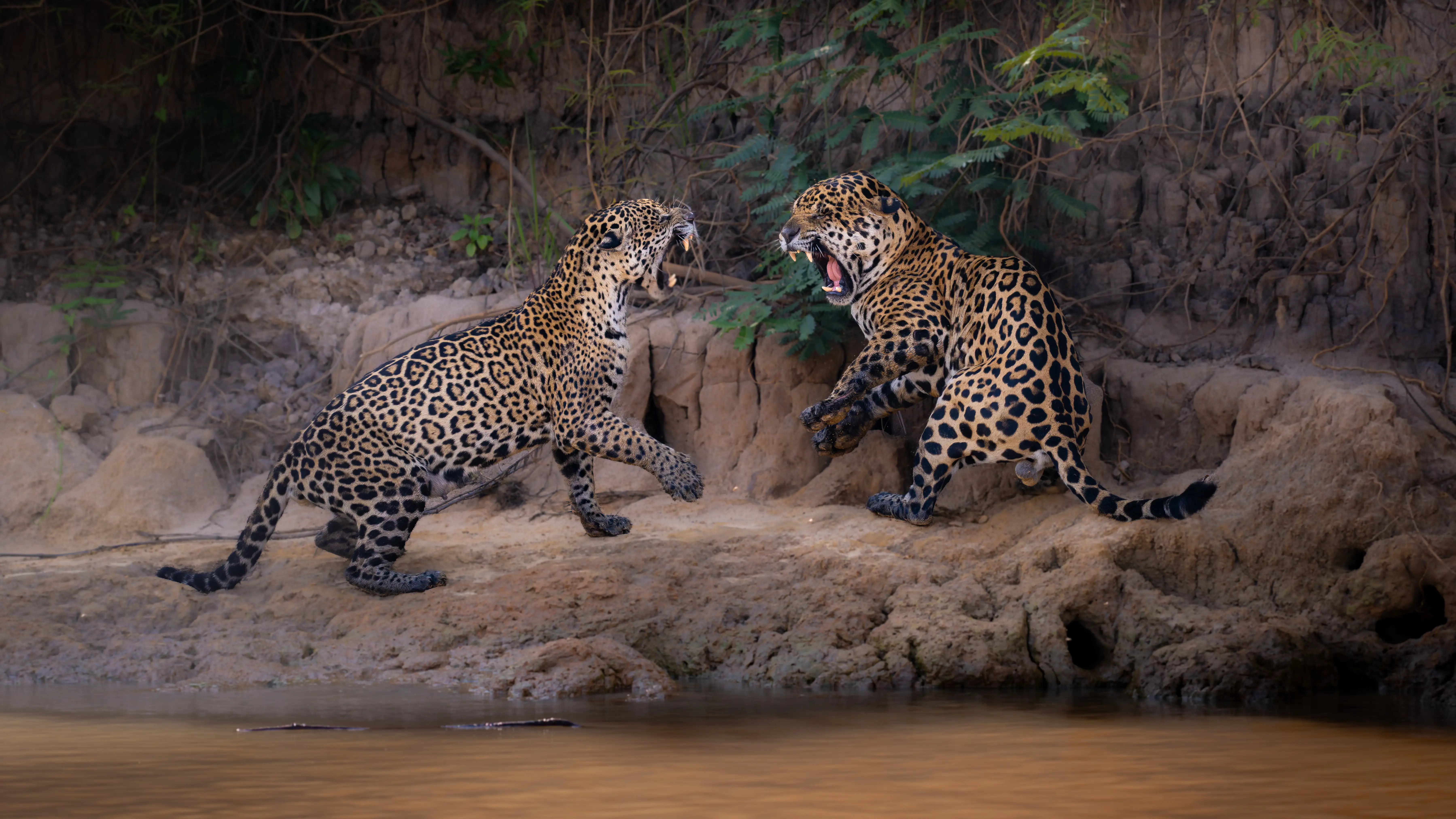 6-Day Northern Pantanal Jaguar Safari and Wildlife Adventure