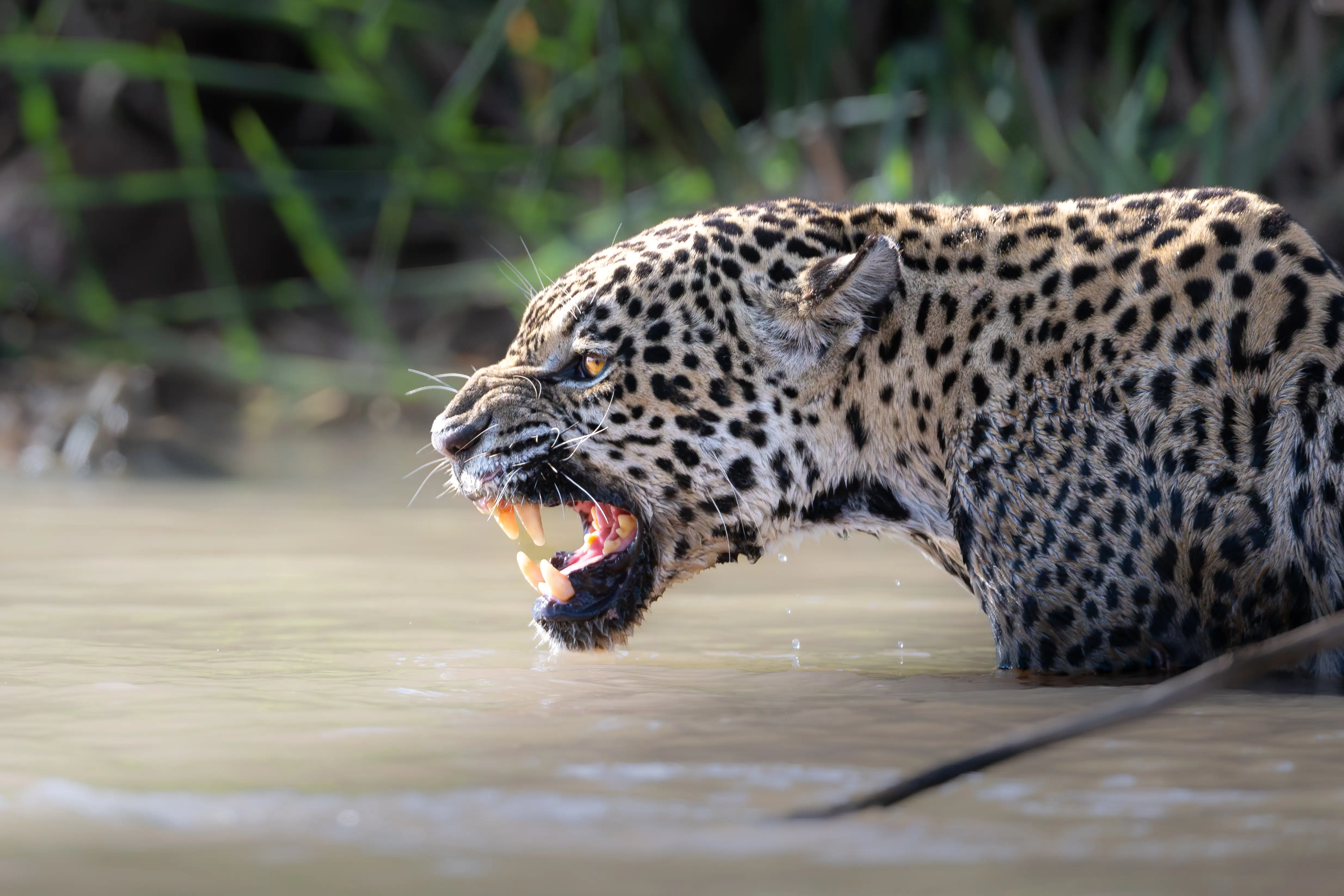 Photo from 9-Day Northern Pantanal Jaguar and Wildlife Photography Expedition safari tour