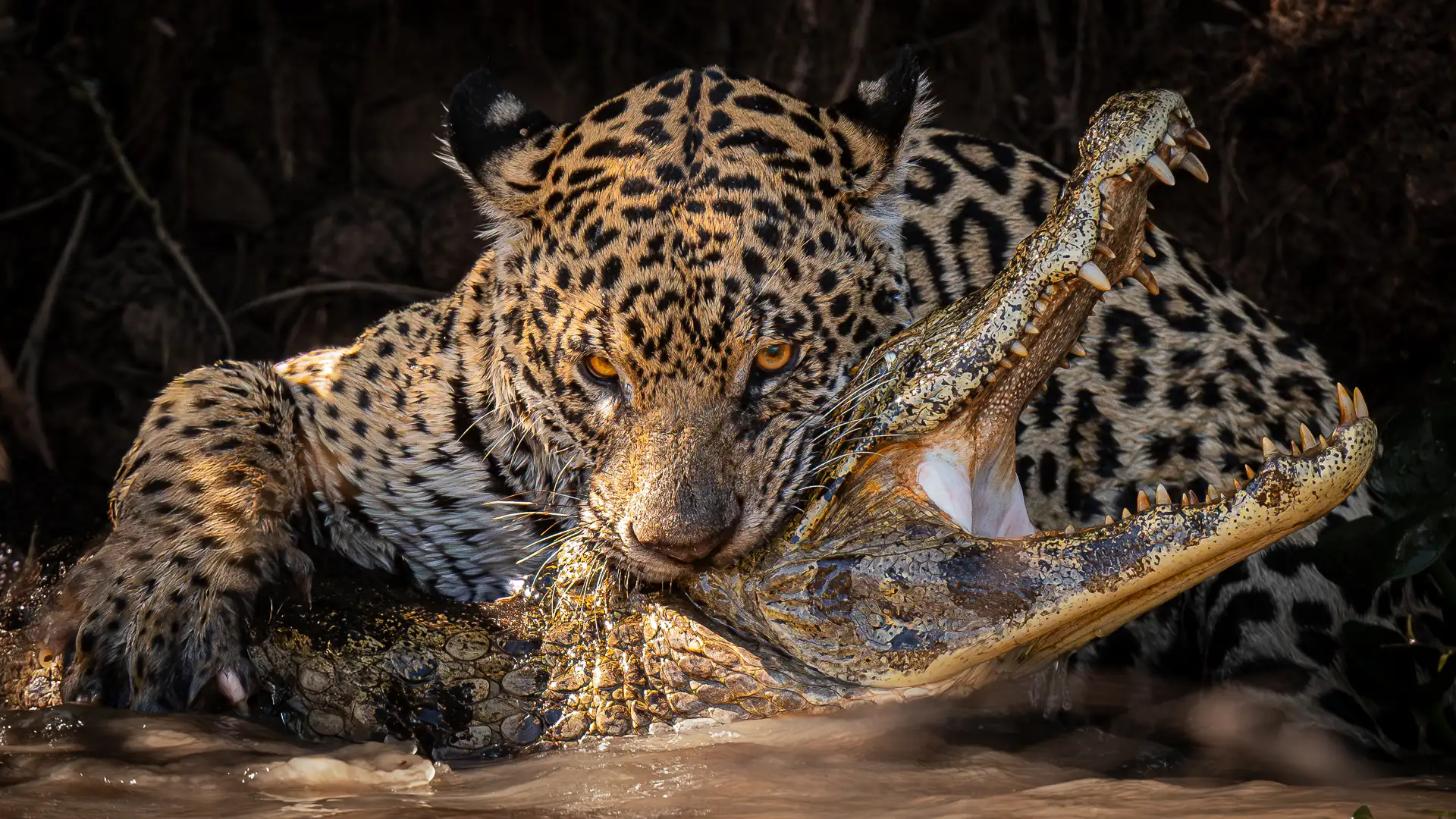 Photo from 9-Day Northern Pantanal Jaguar and Wildlife Photography Expedition safari tour