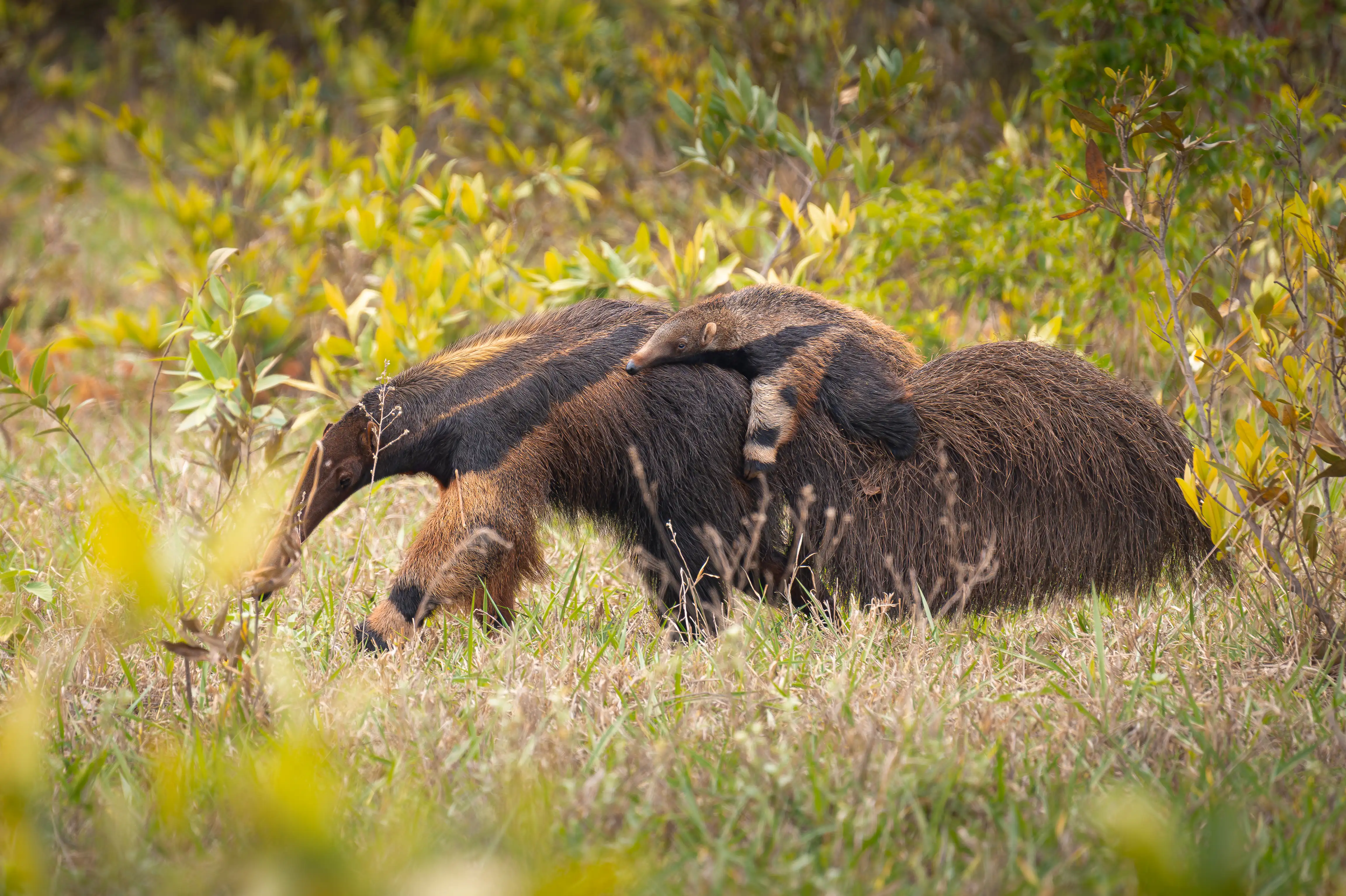 Photo from 9-Day Northern Pantanal Jaguar and Wildlife Photography Expedition safari tour