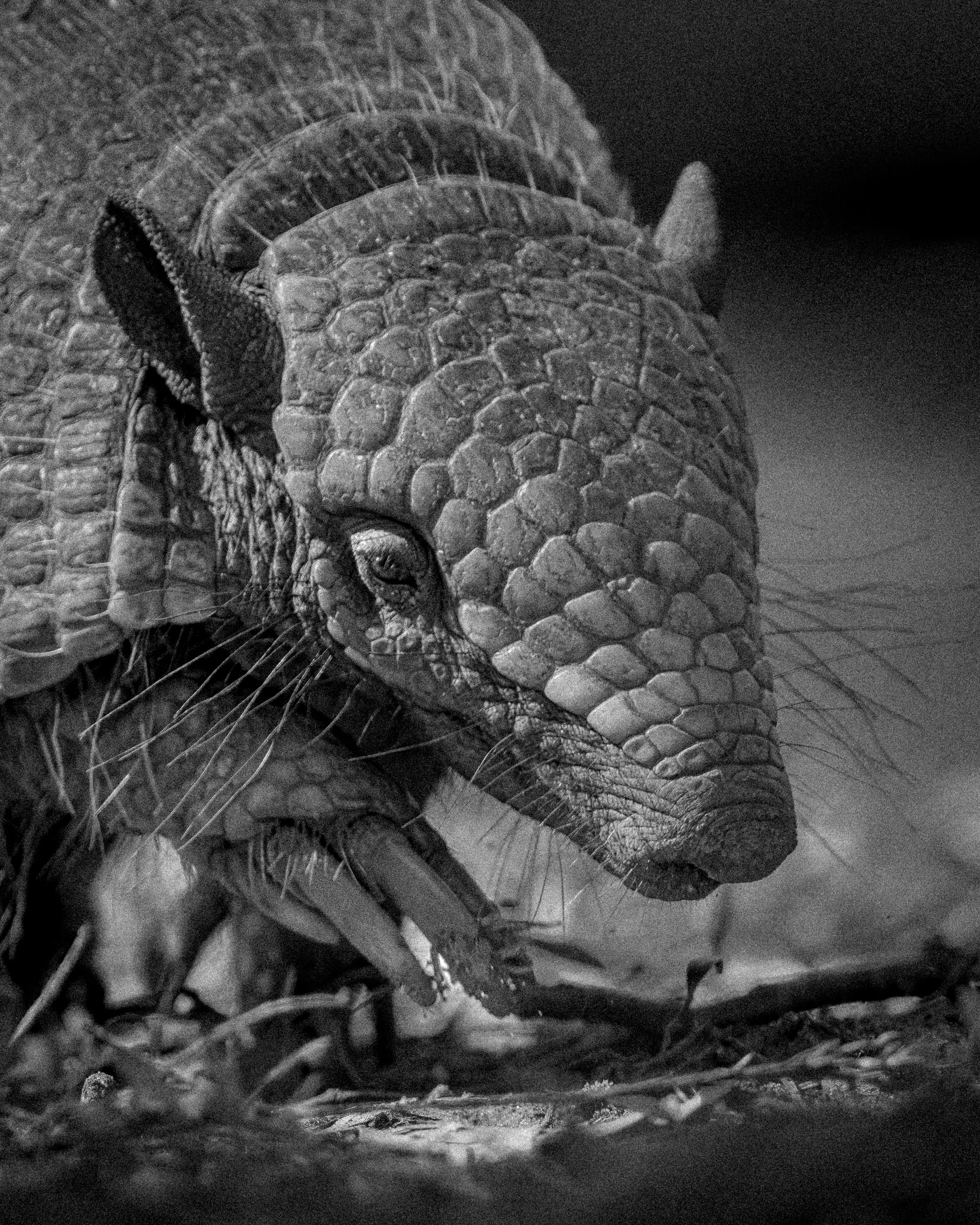 Photo from 9-Day Northern Pantanal Jaguar and Wildlife Photography Expedition safari tour