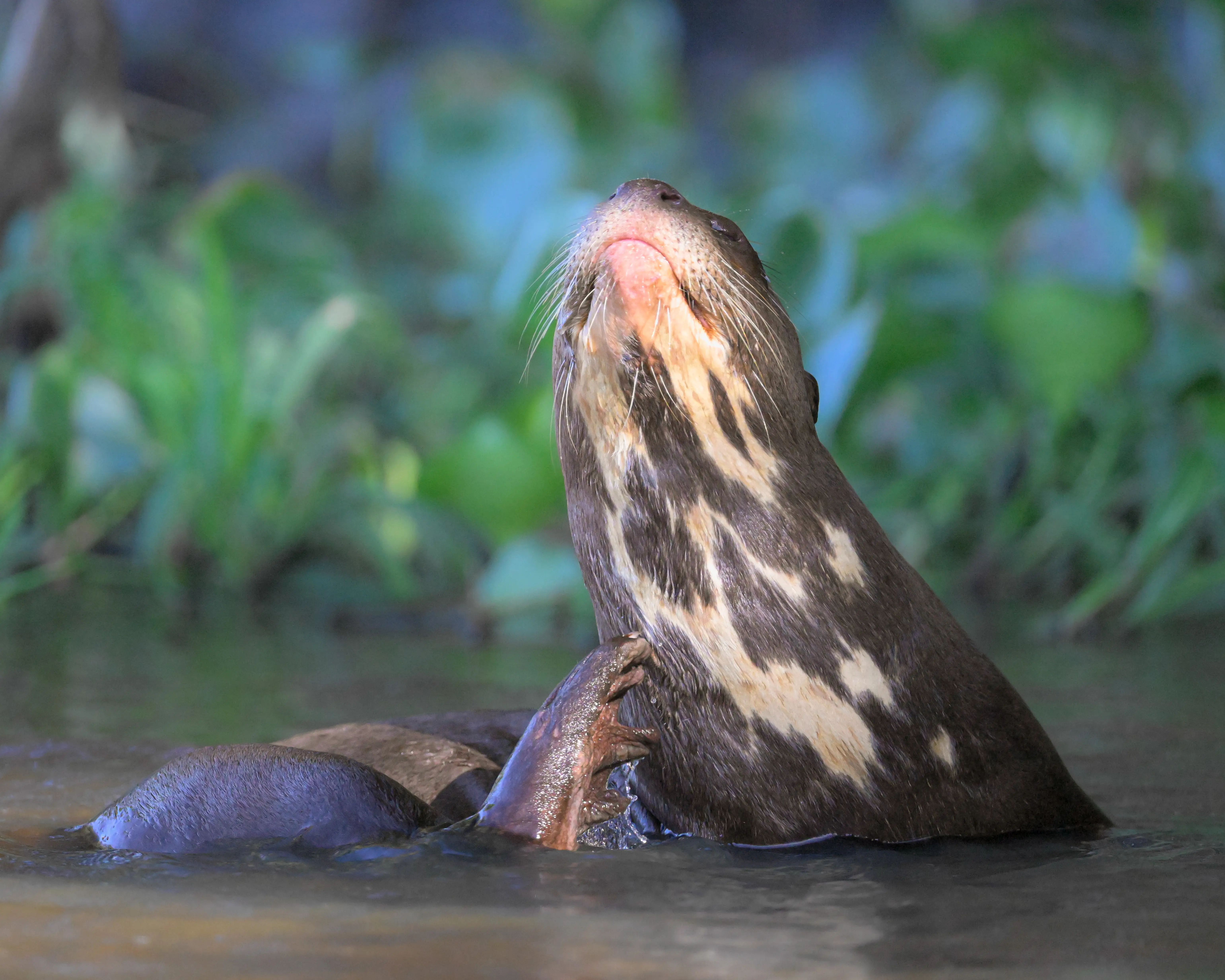 Photo from 9-Day Northern Pantanal Jaguar and Wildlife Photography Expedition safari tour