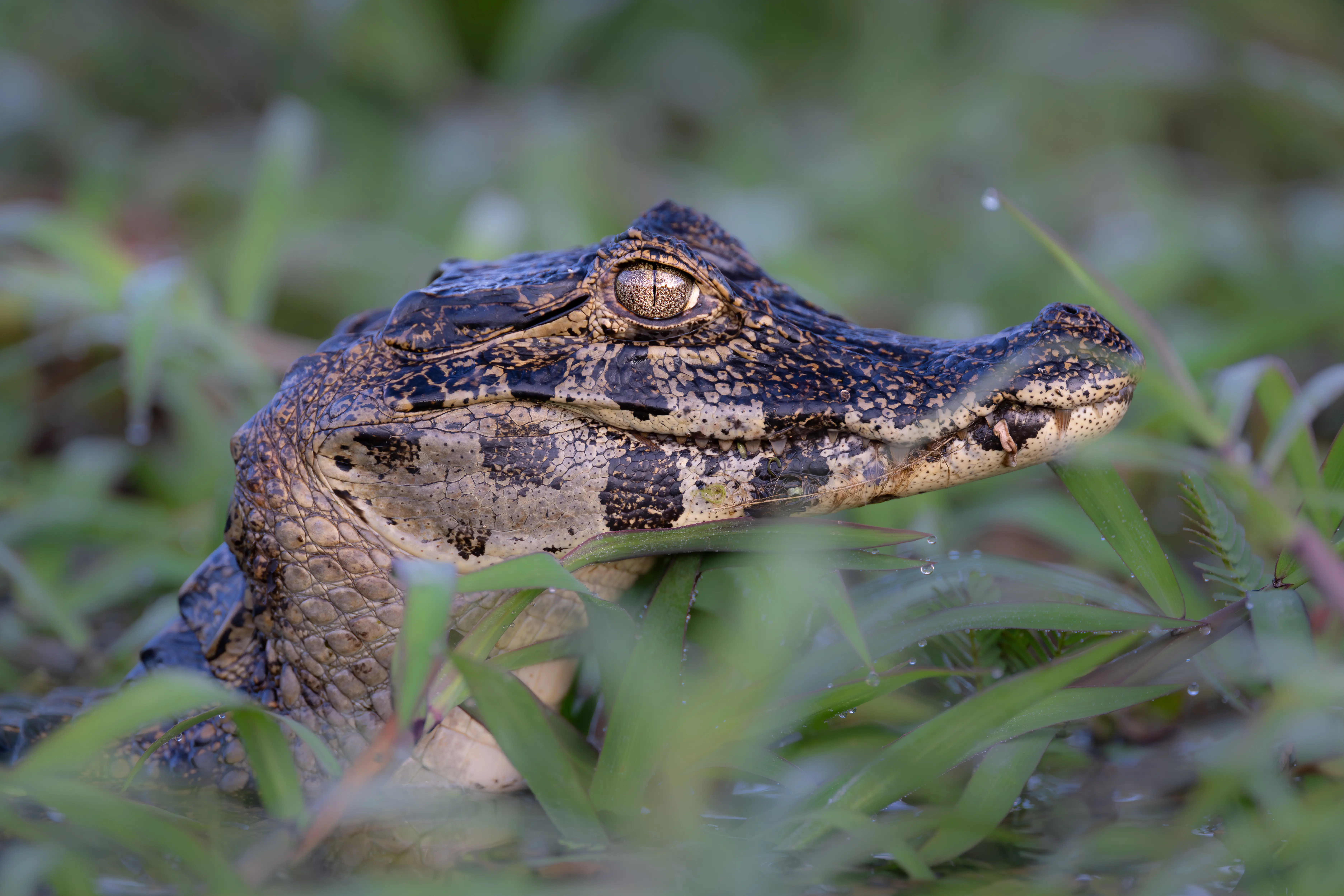 Photo from 9-Day Northern Pantanal Jaguar and Wildlife Photography Expedition safari tour