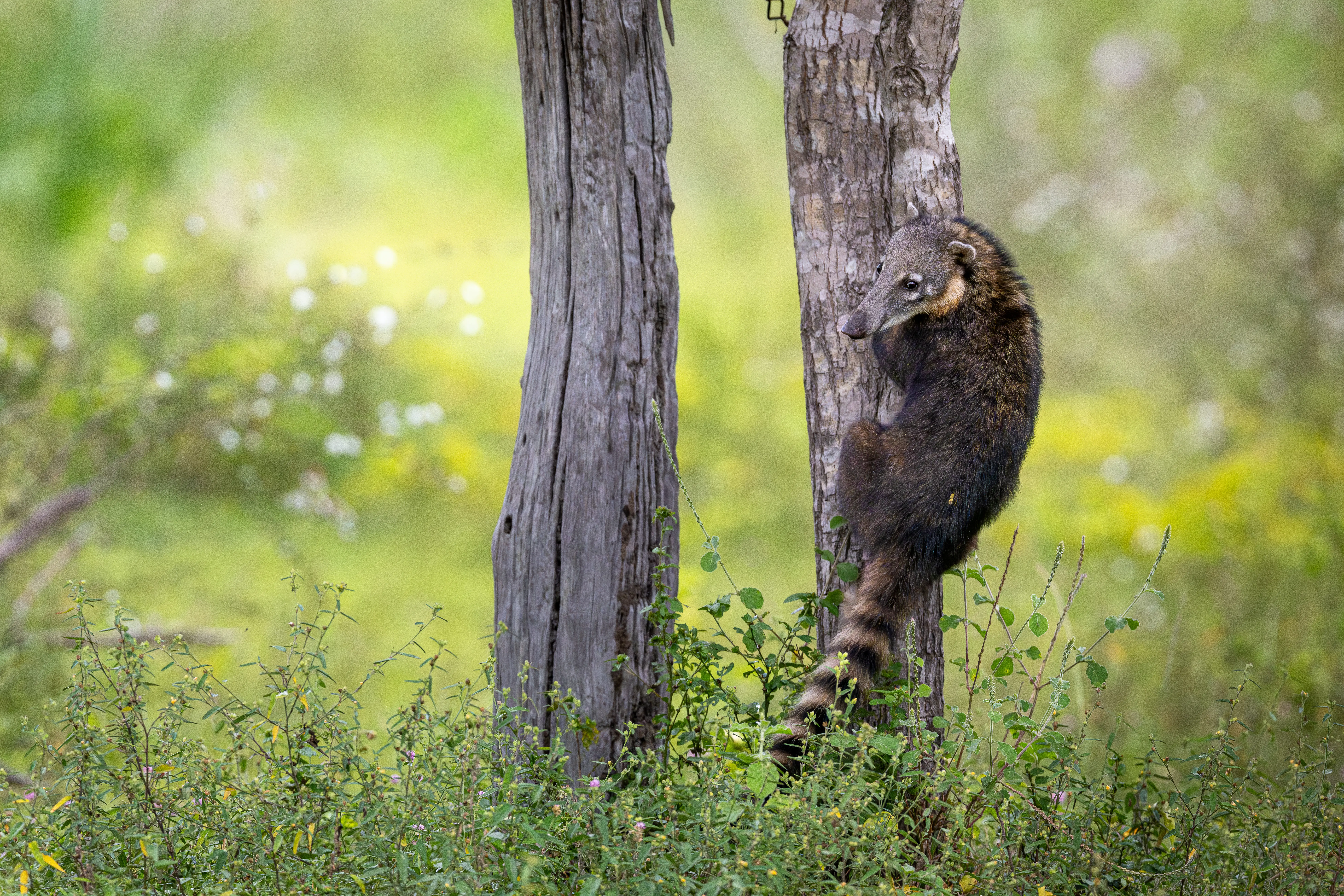 Photo from 9-Day Northern Pantanal Jaguar and Wildlife Photography Expedition safari tour