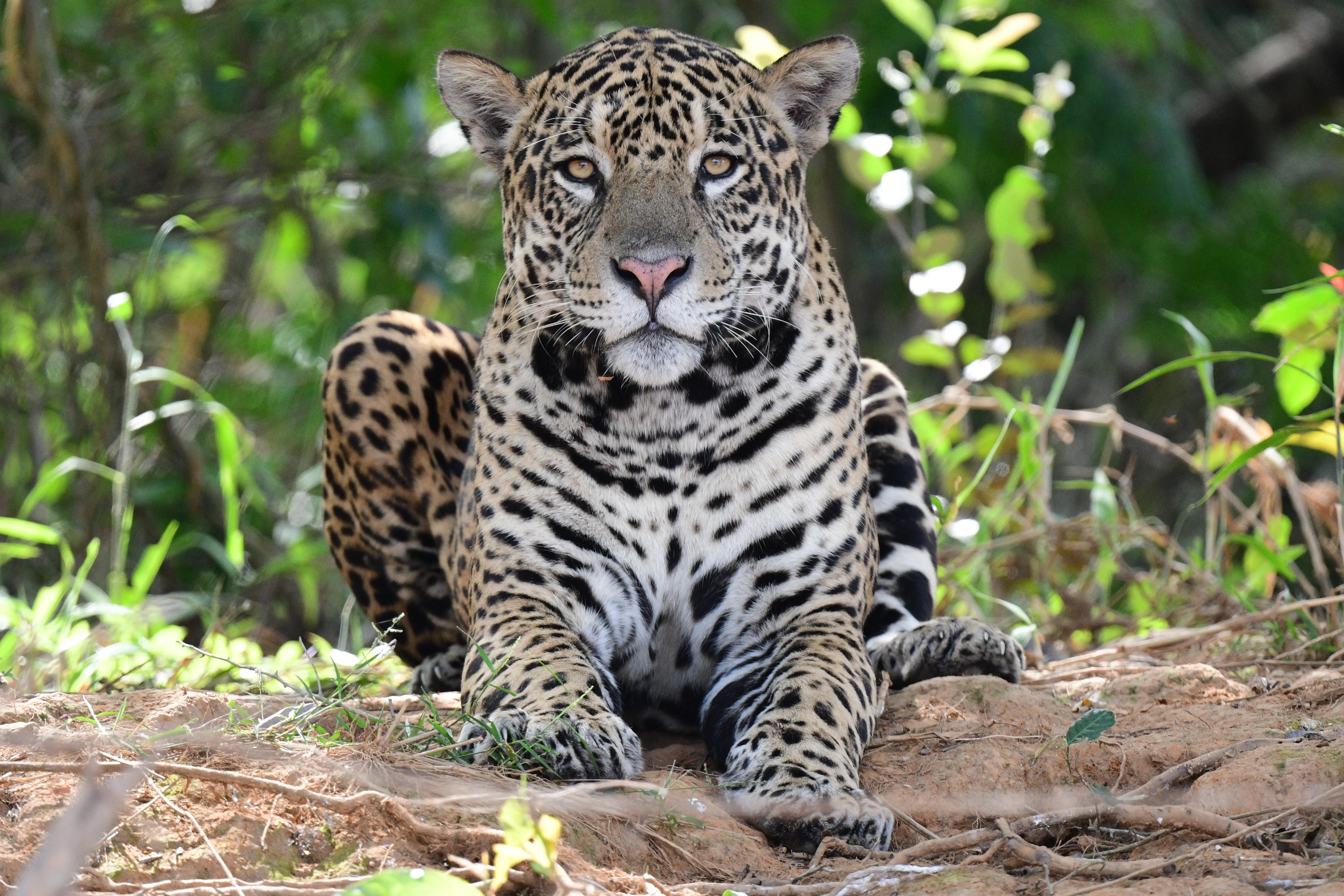 Photo from 9-Day Northern Pantanal Jaguar and Wildlife Photography Expedition safari tour