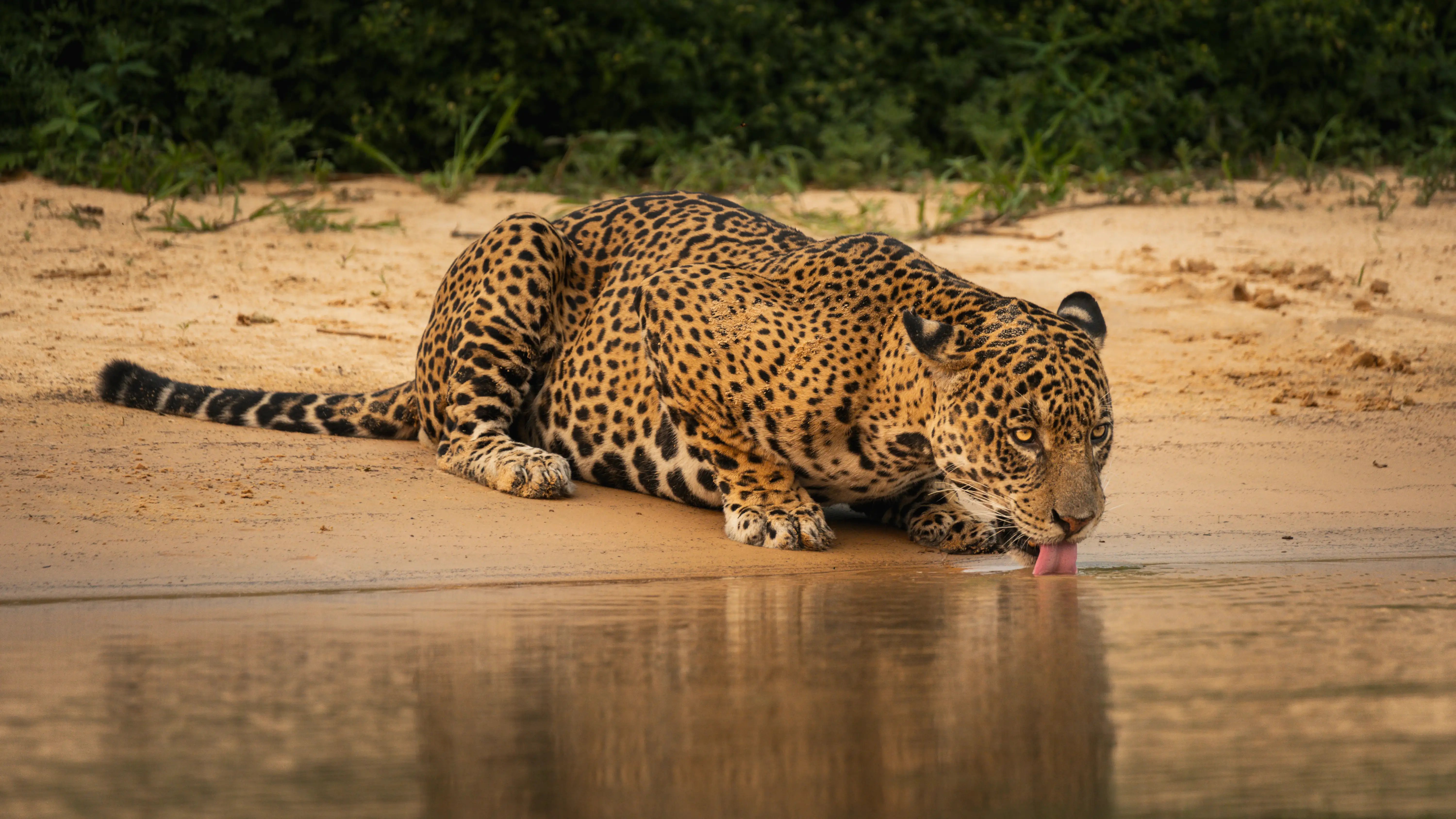 Photo from 9-Day Northern Pantanal Jaguar and Wildlife Photography Expedition safari tour