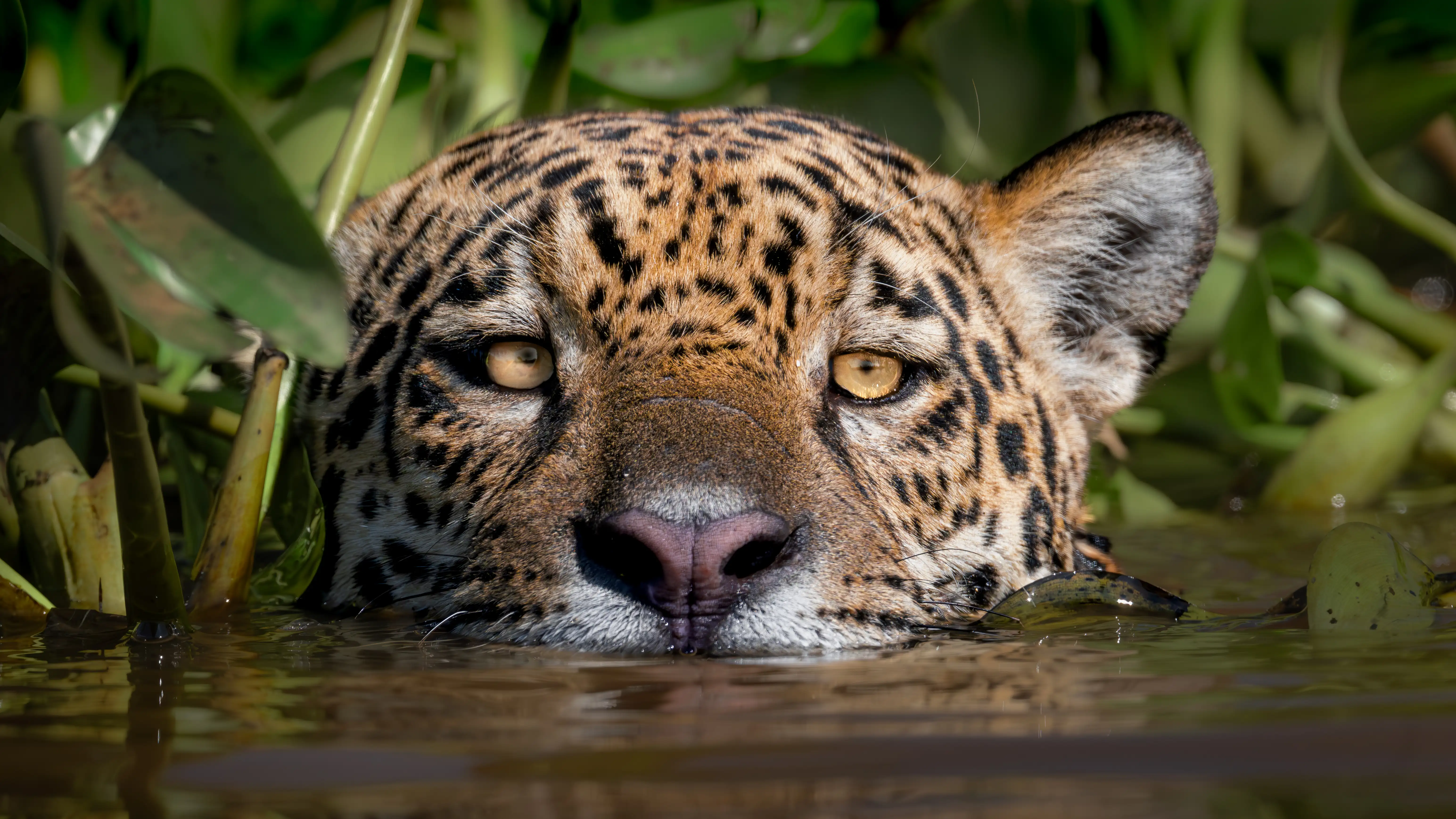 Photo from 9-Day Northern Pantanal Jaguar and Wildlife Photography Expedition safari tour